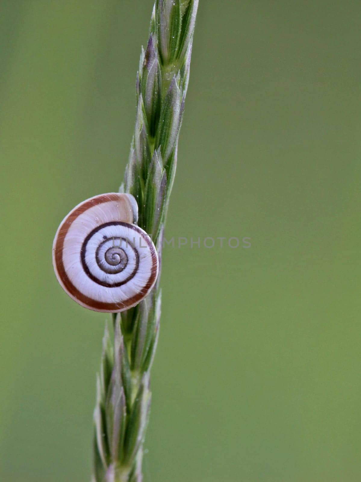 Western heath snail on the Dörnberg