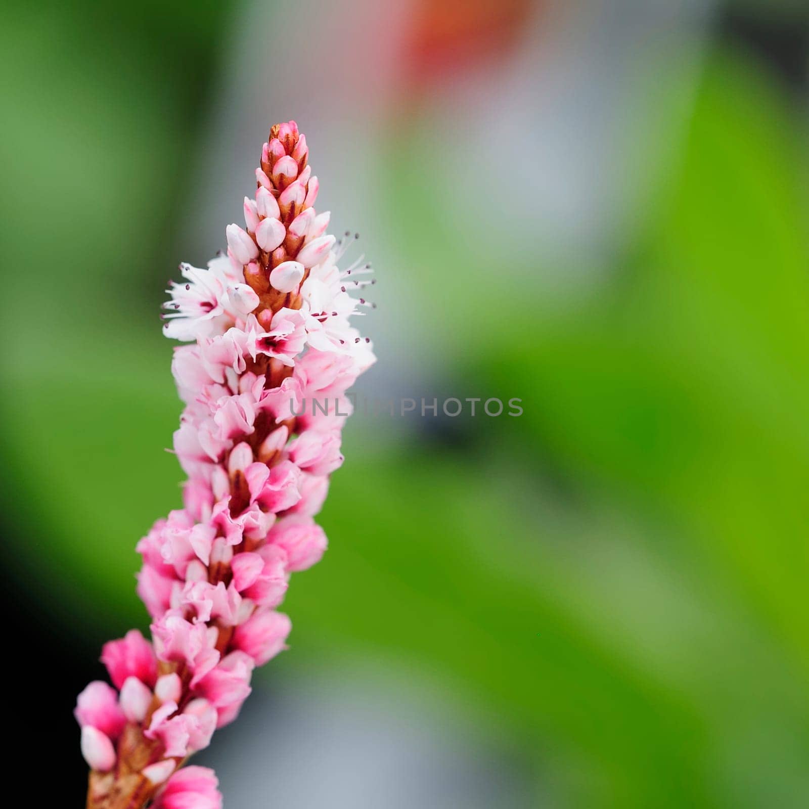 Spotted knotweed