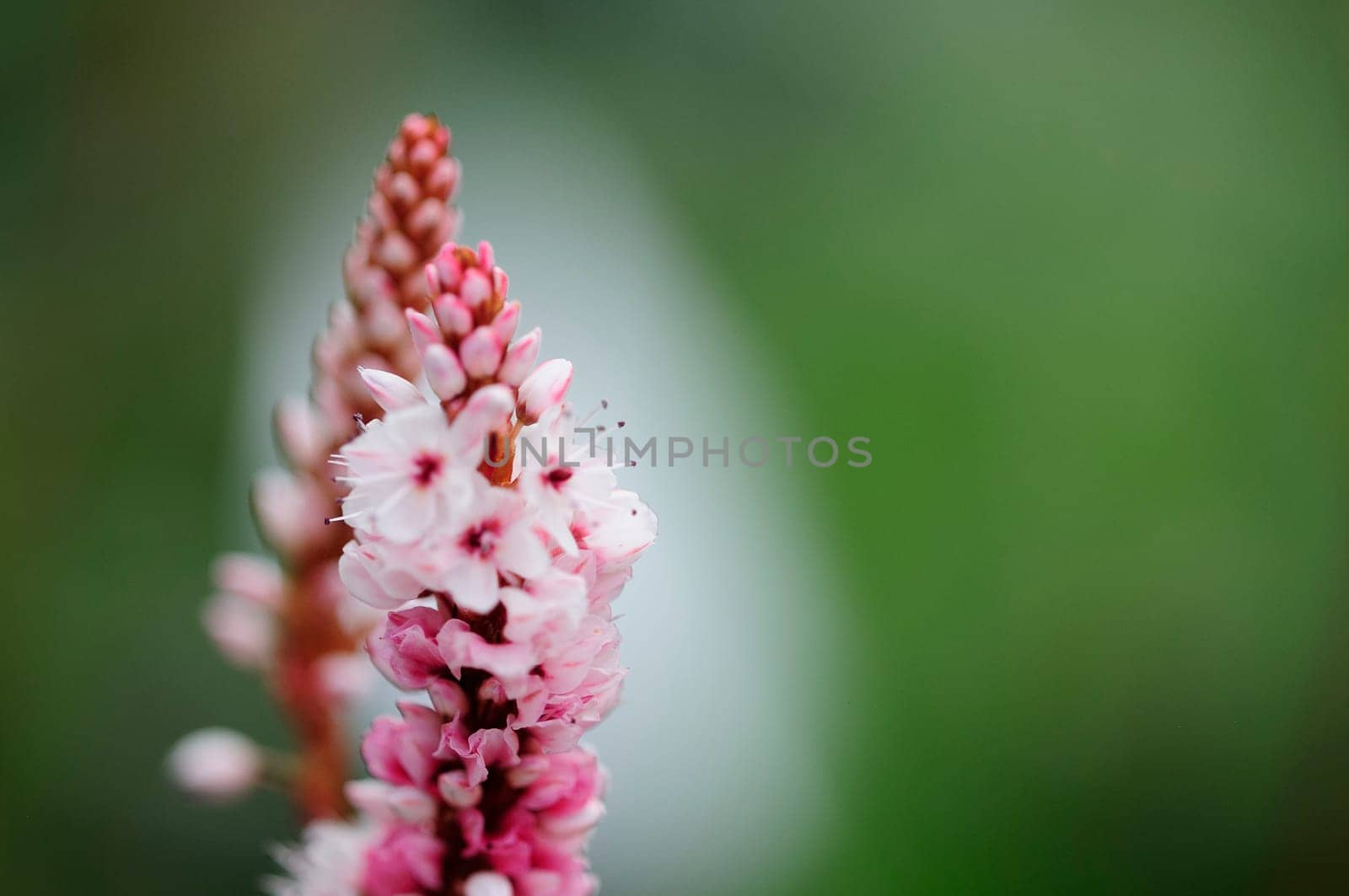 Spotted knotweed