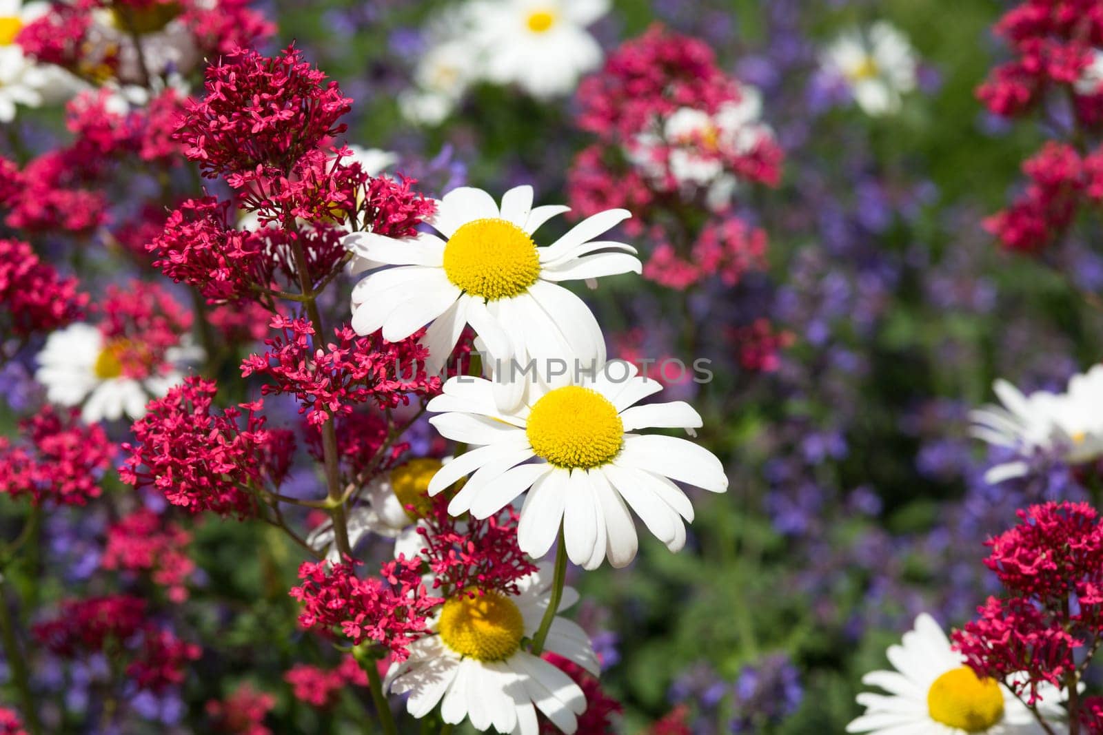 Flowers in spring,close-up of marguerite in a meadow