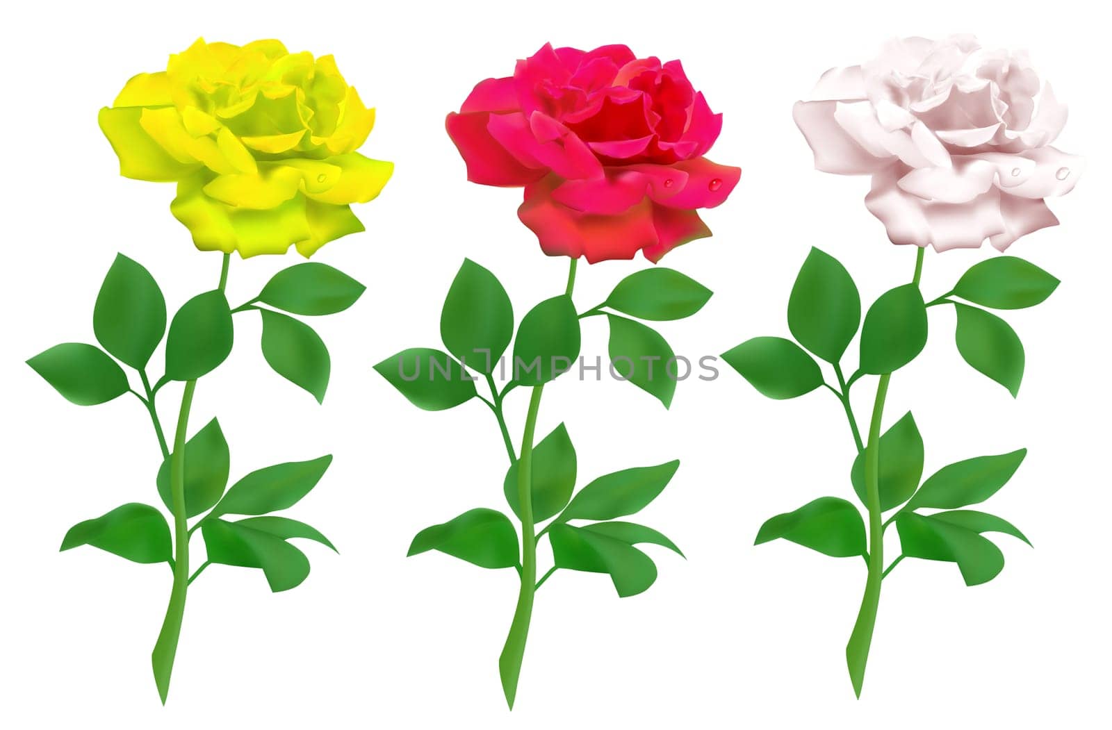 Realistic rose isolated on white background. Mesh tool used.