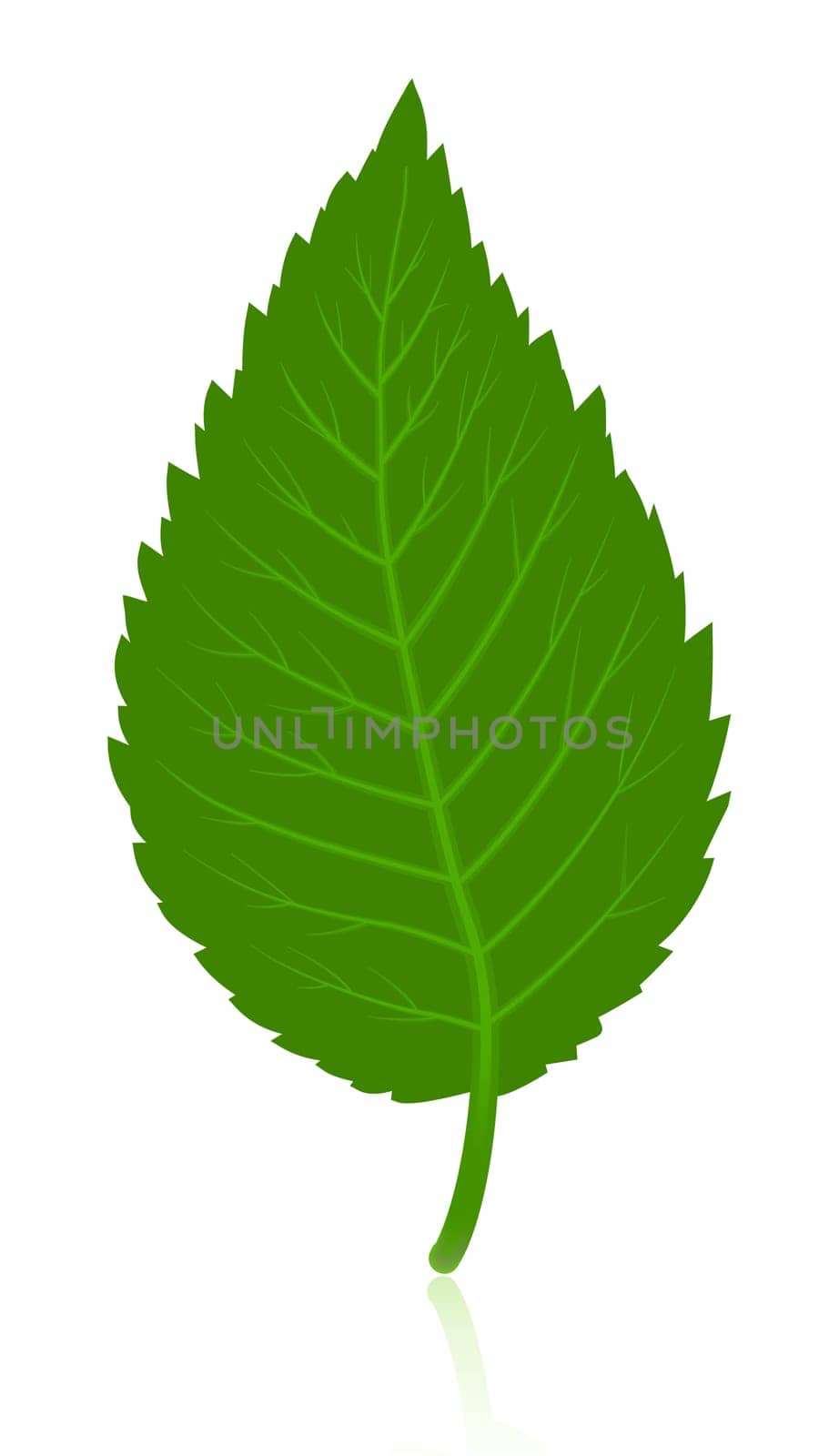 Green simple leave isolated on white