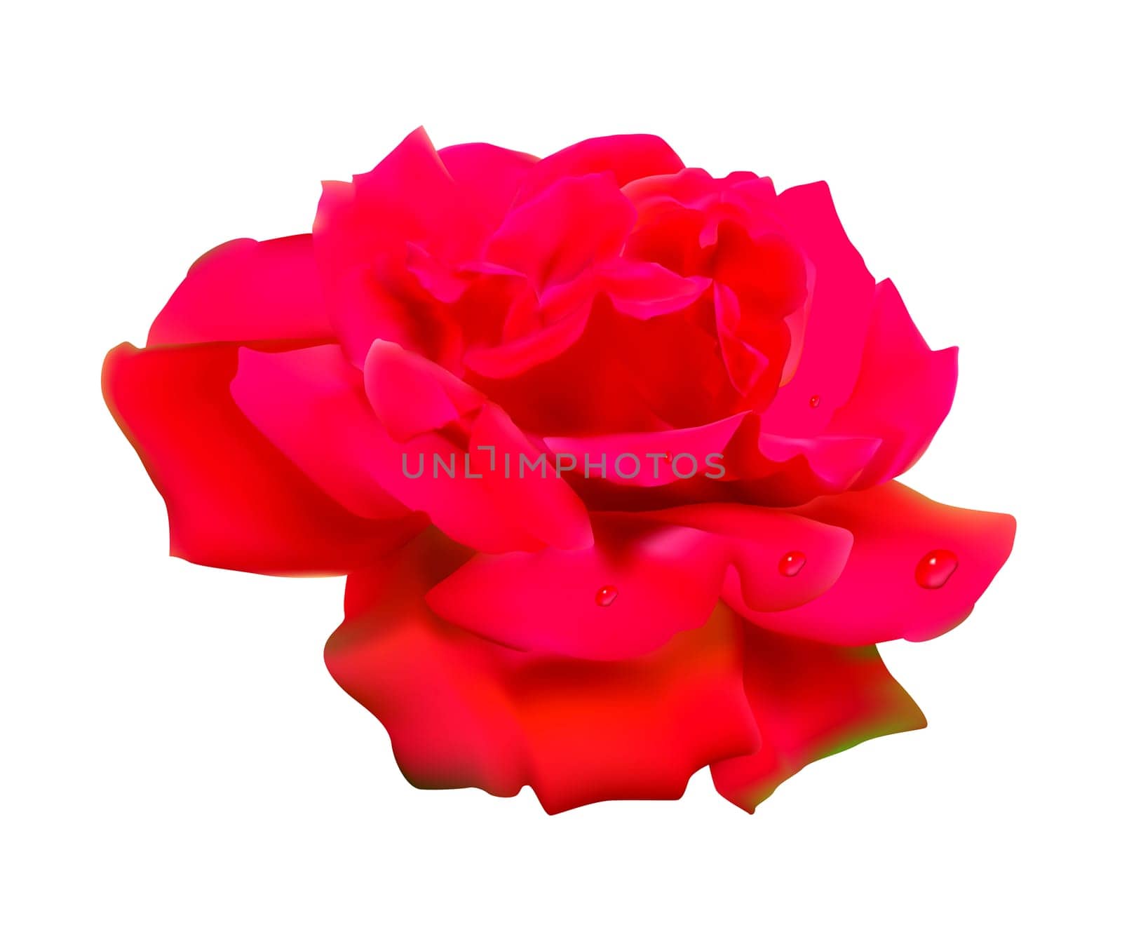 Red rose. Isolated on white background.