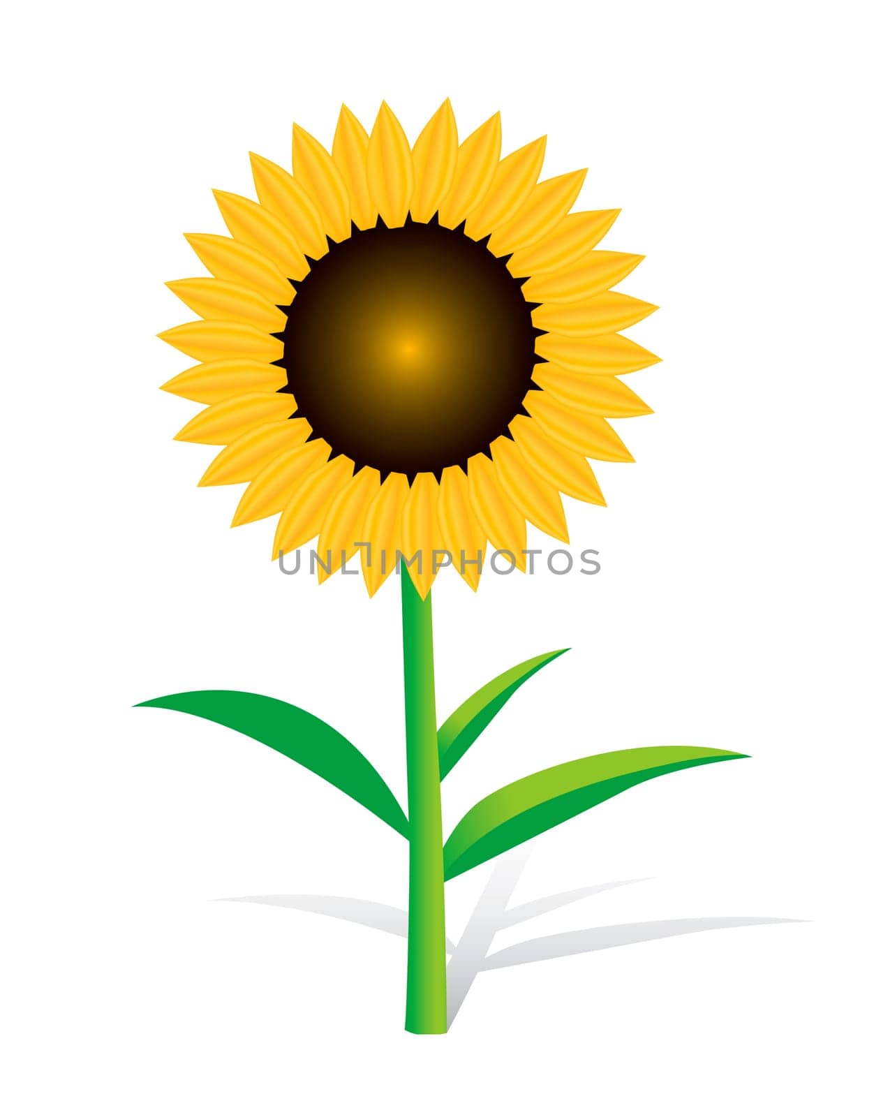 Beautiful Realistic Yellow Sunflower on White Backgound