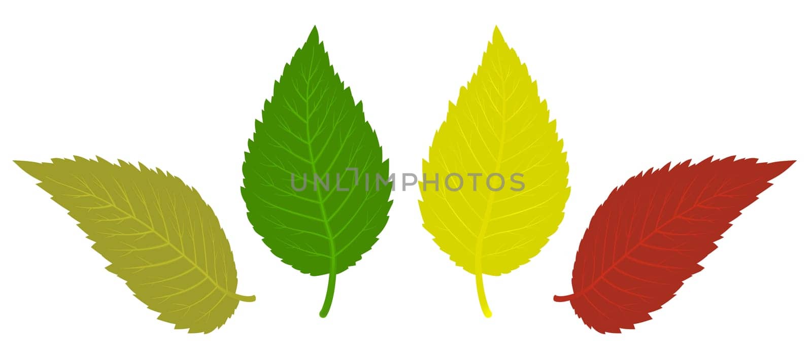 leave isolated on white