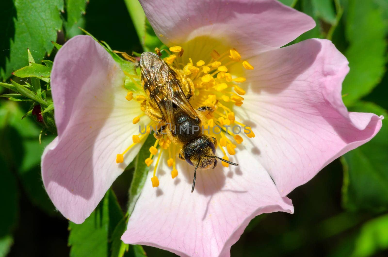 bee pollinating a wild rose