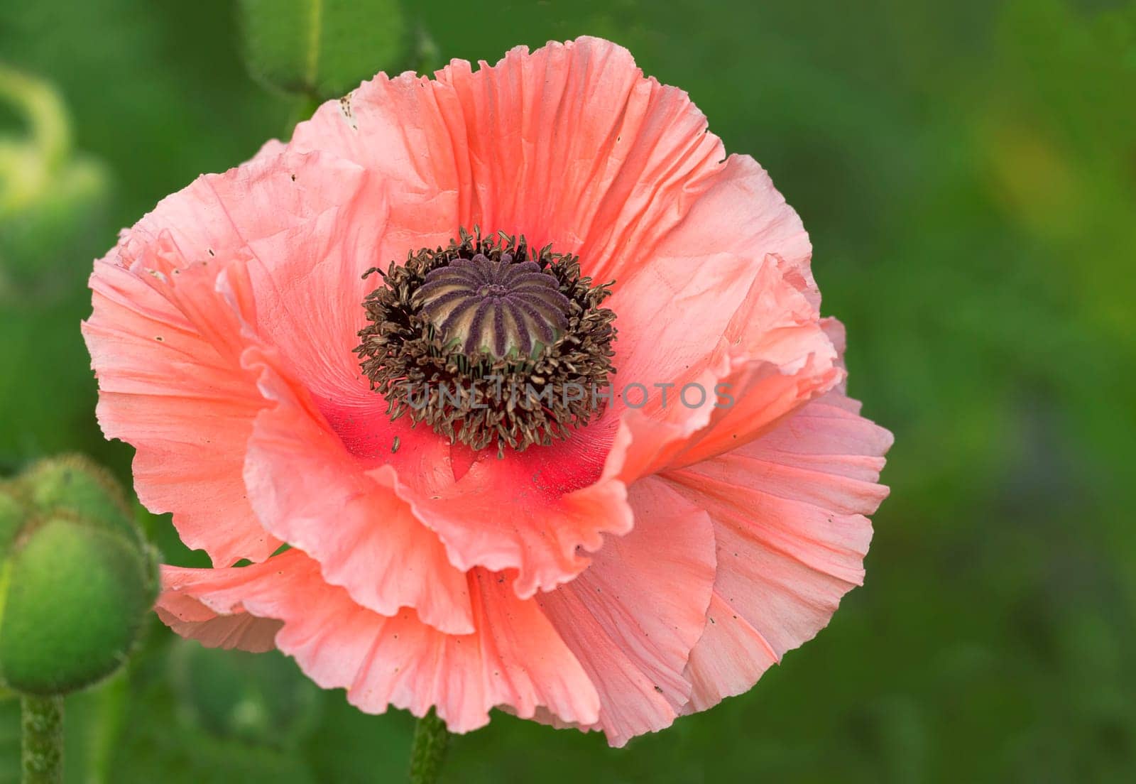 Opium poppy is also an ornamental plant