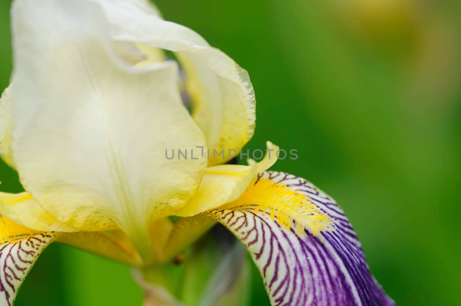 lily