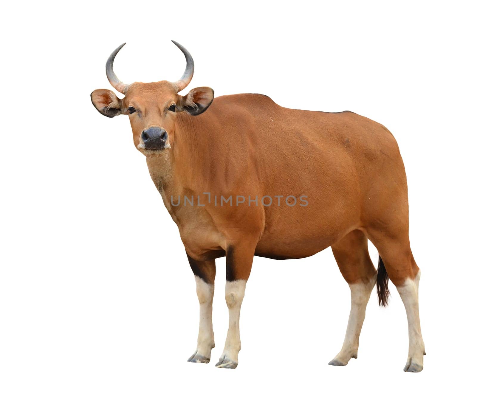 female banteng isolated on white background