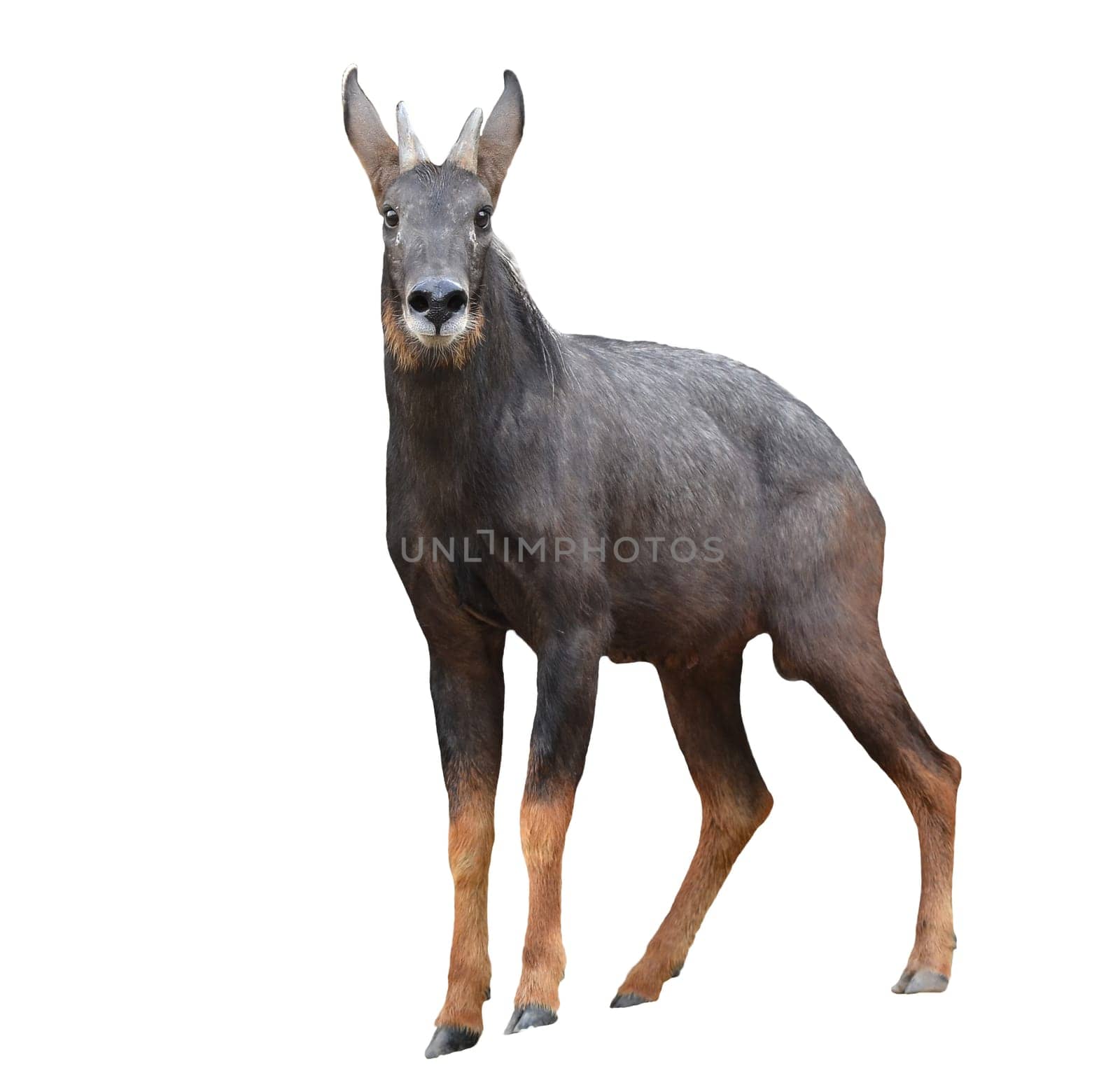 seral isolated on white background