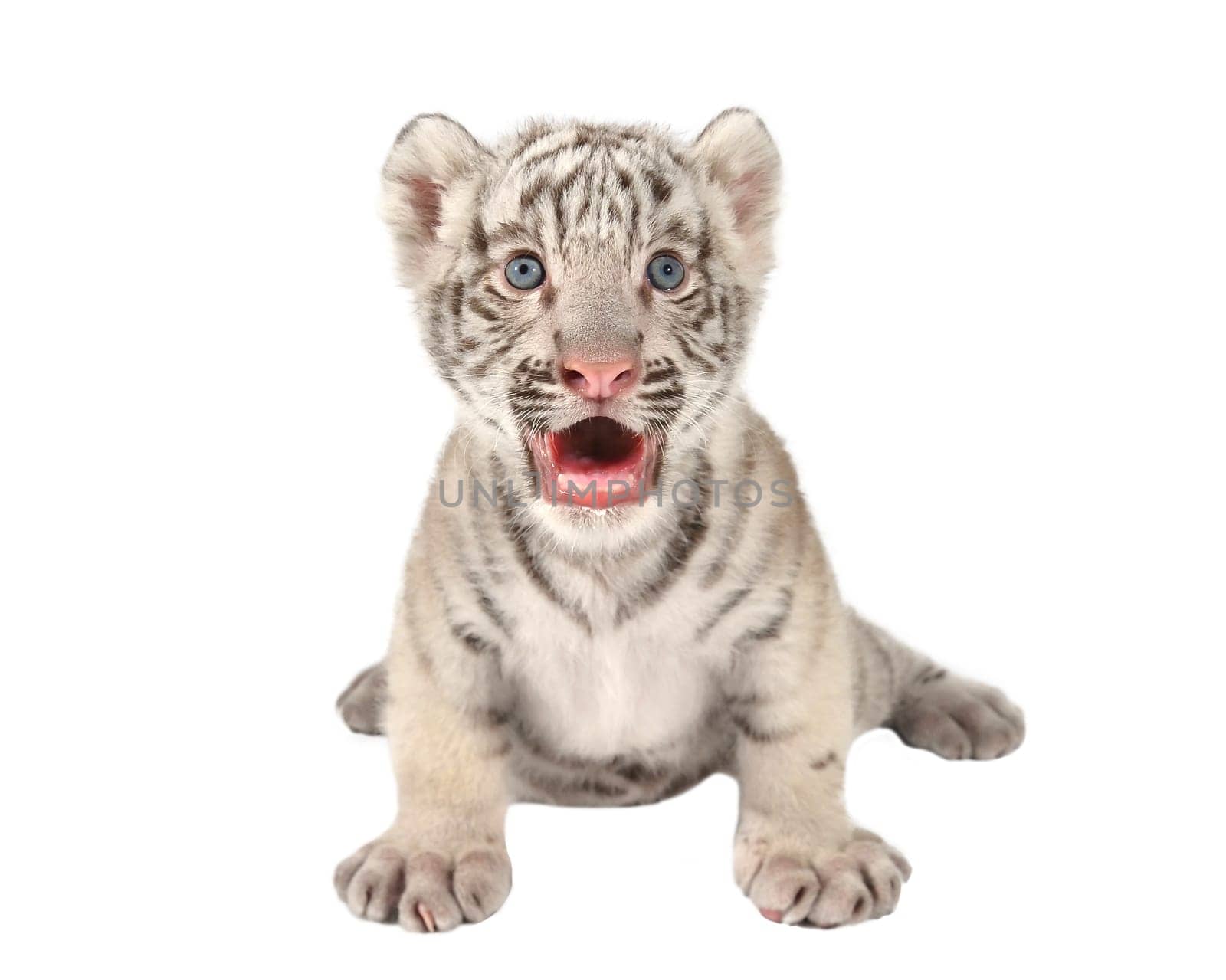 baby white bengal tiger isolated on white background