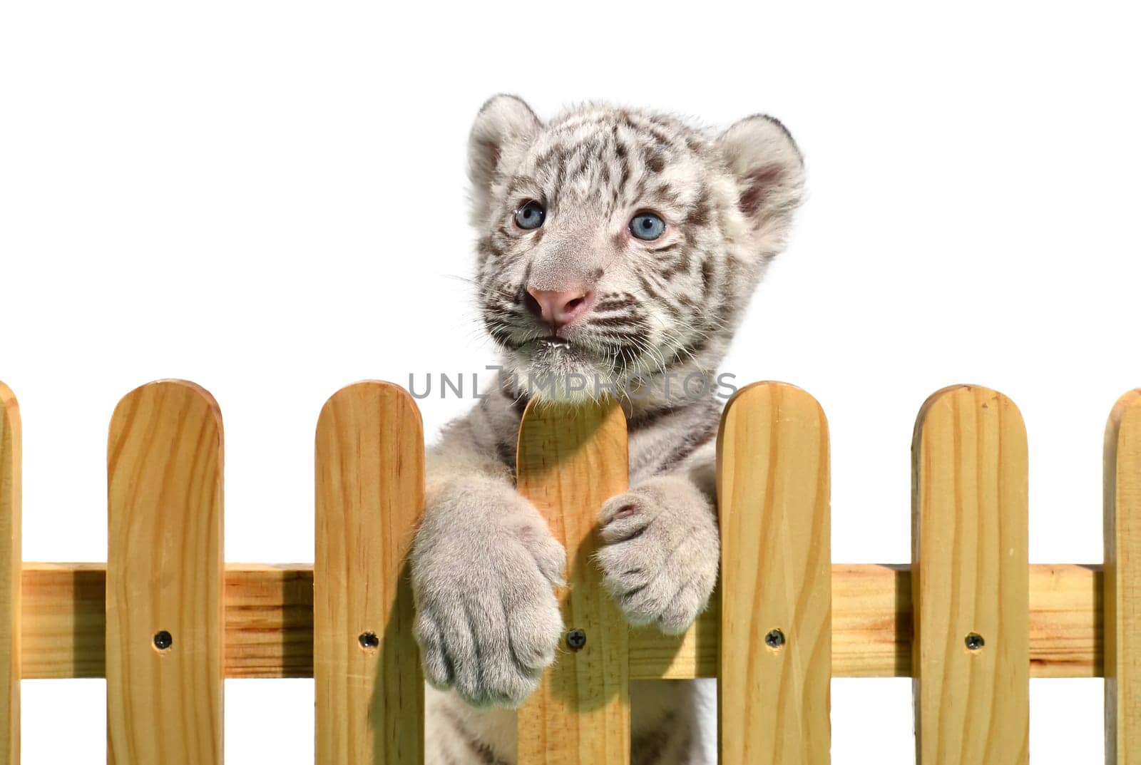 white bengal tiger and wooden fence isolated on white background