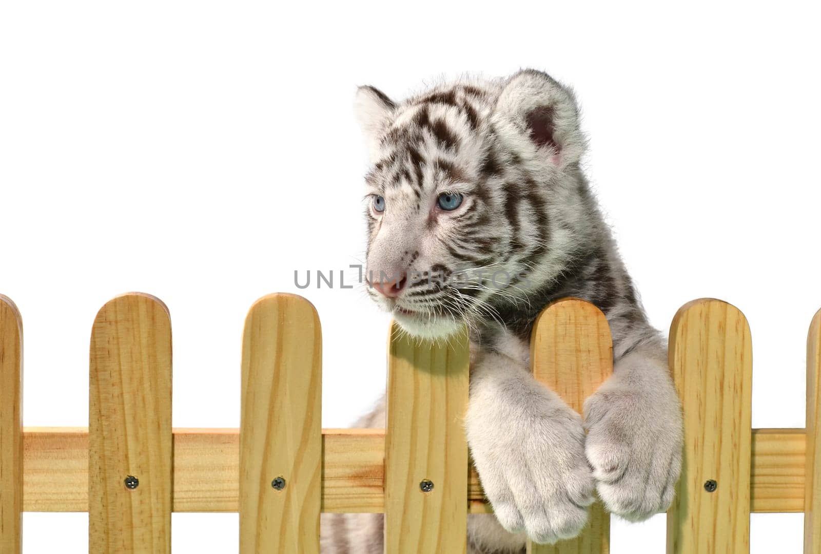 white bengal tiger and wooden fence isolated on white background