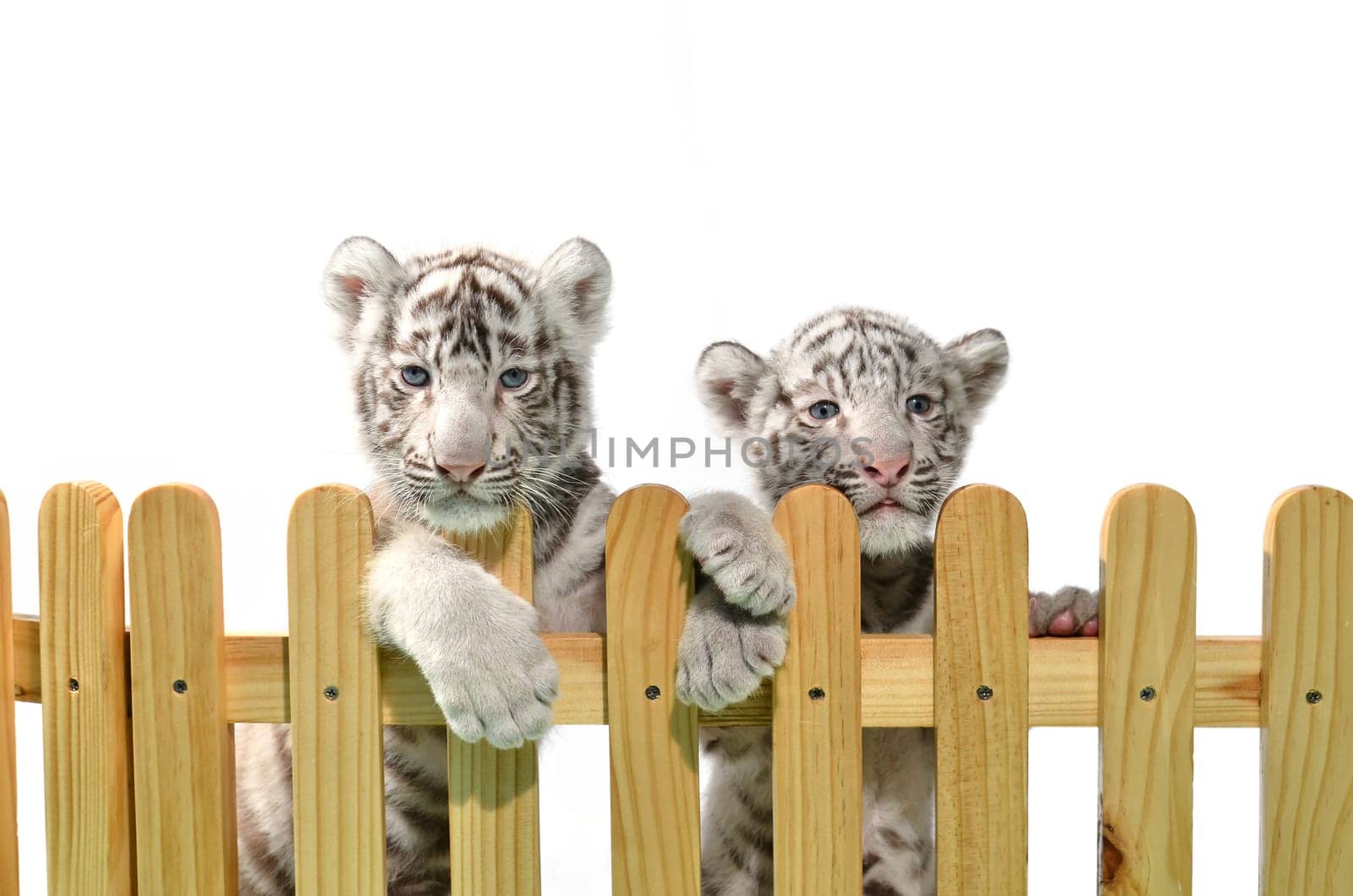 white bengal tiger and wooden fence isolated on white background