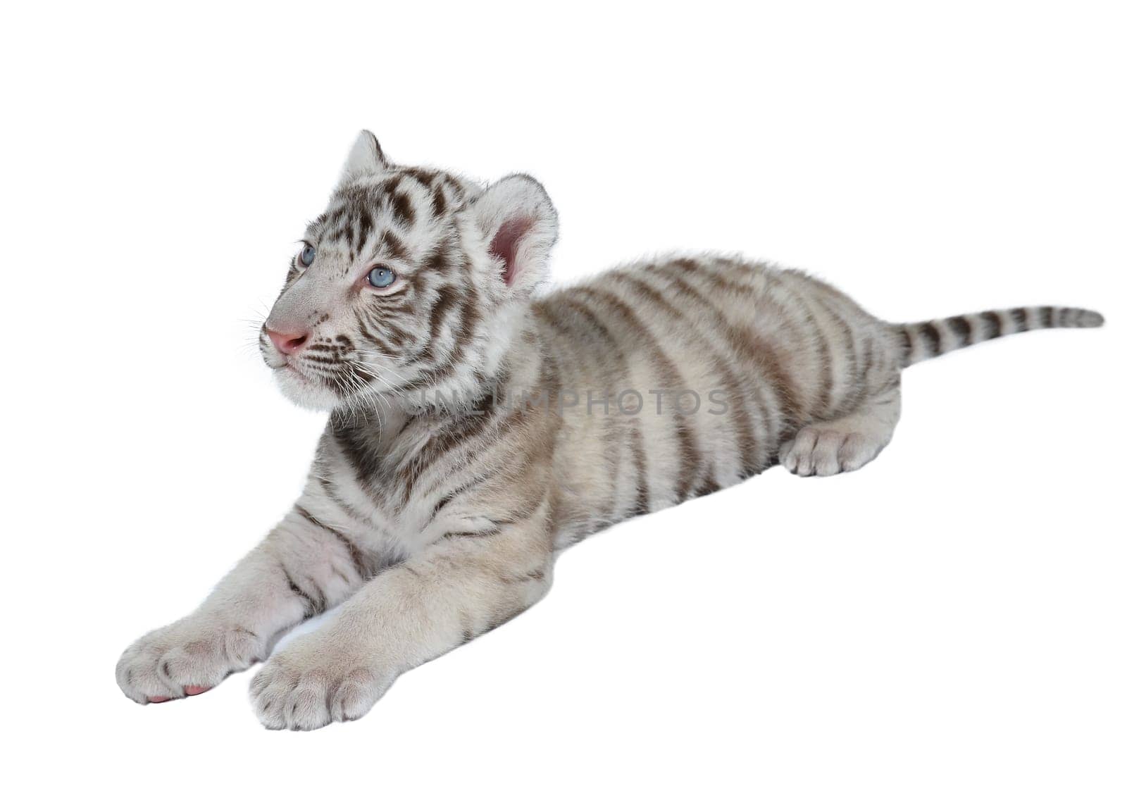 baby white bengal tiger isolated on white background