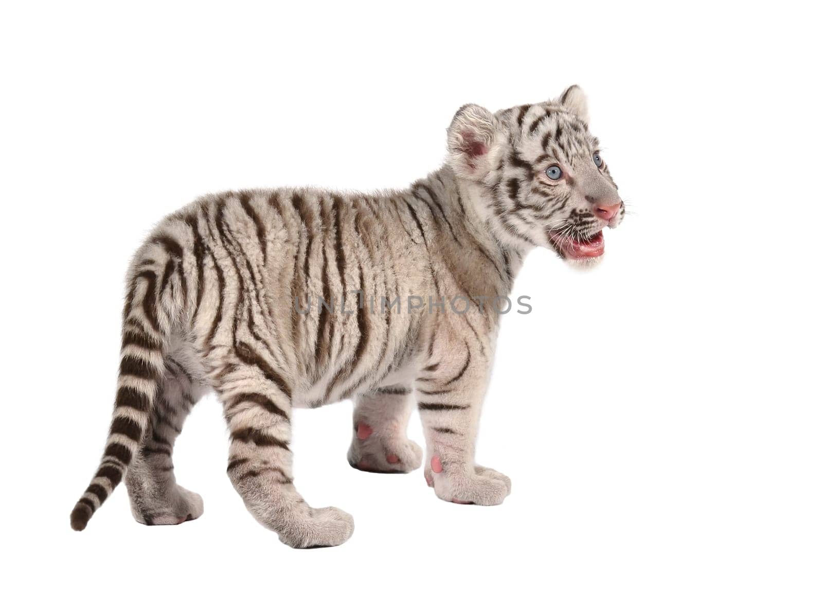 baby white bengal tiger isolated on white background
