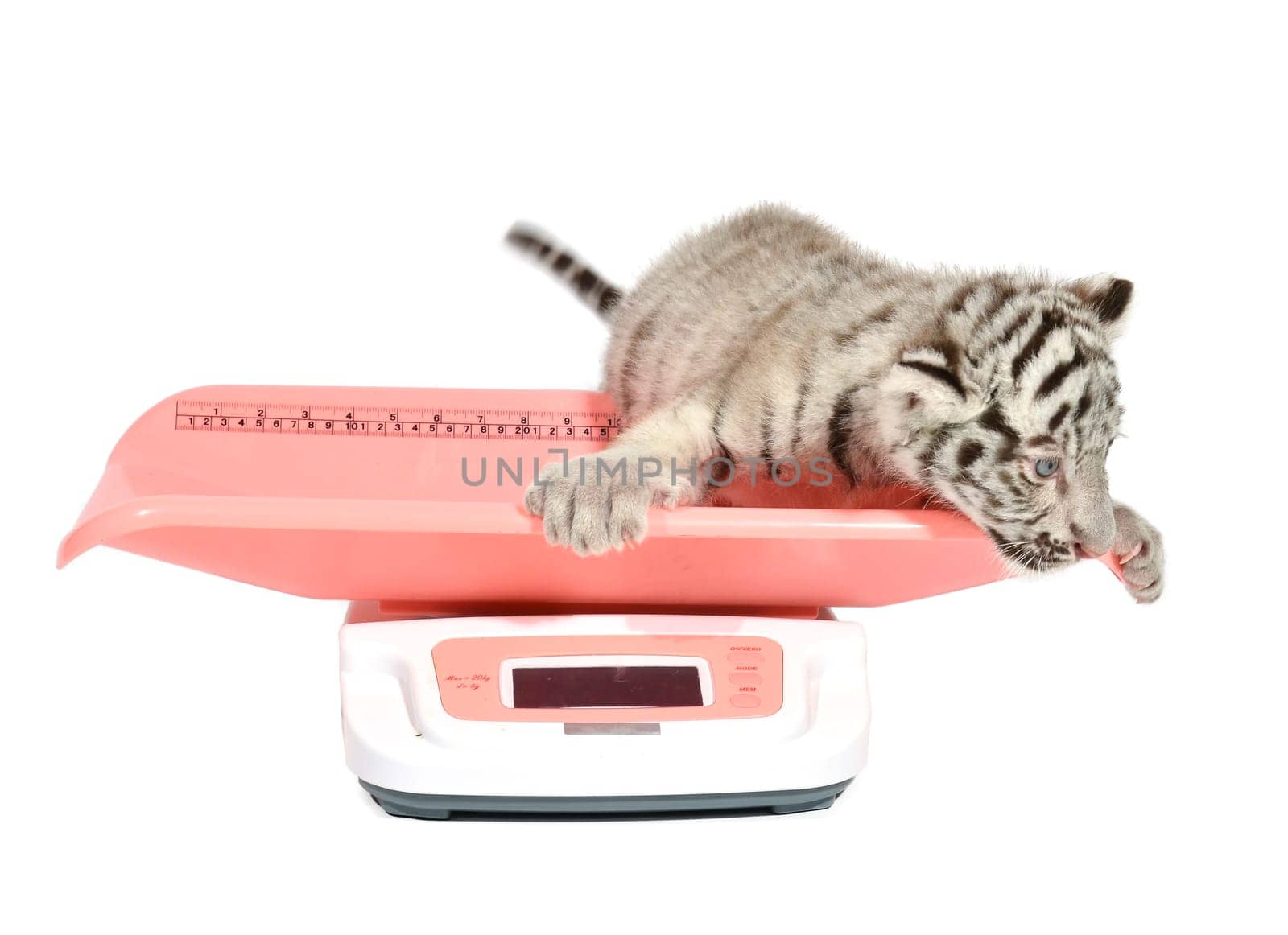 baby white tiger on weight scale isolated on white background