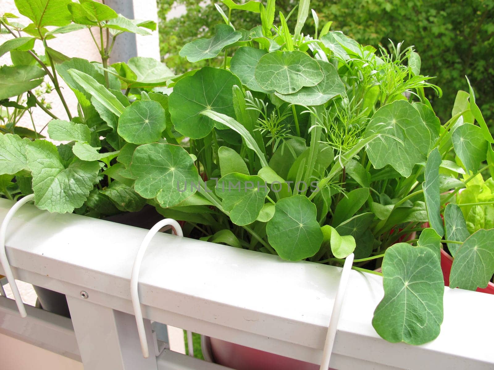 Nasturtium in the flowerpot on the balcony