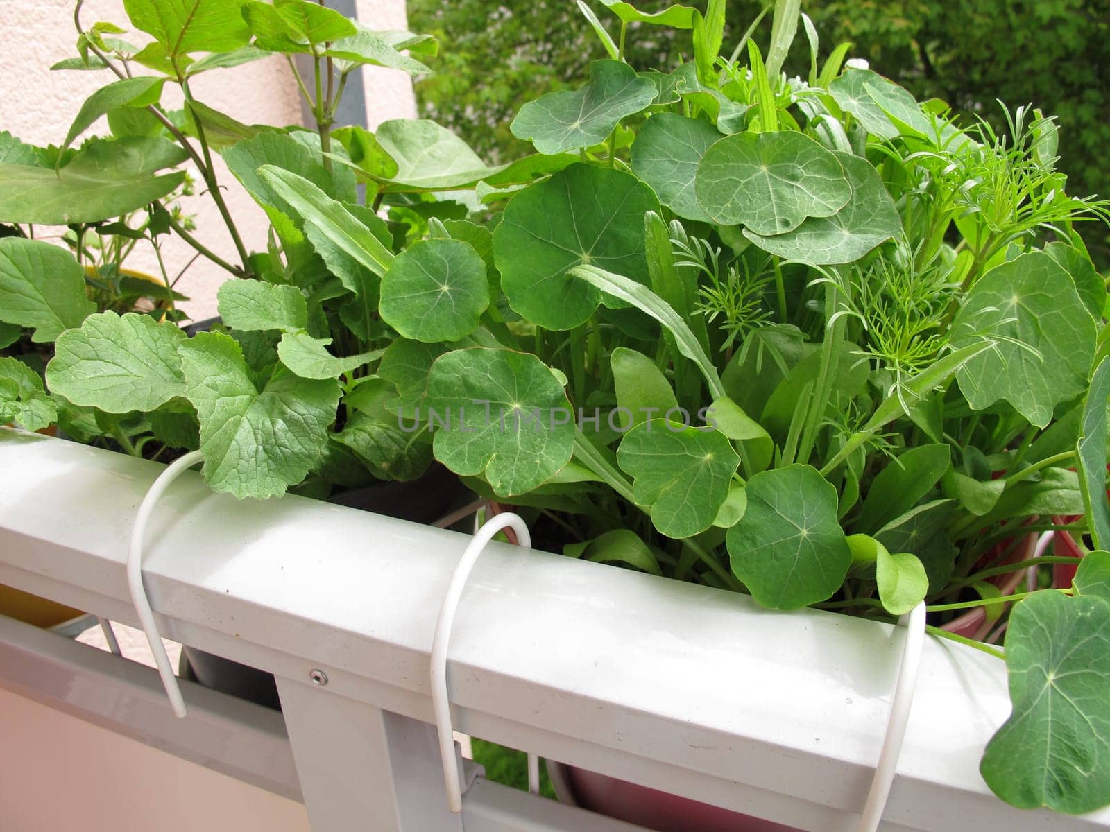 Nasturtium in the flowerpot on the balcony