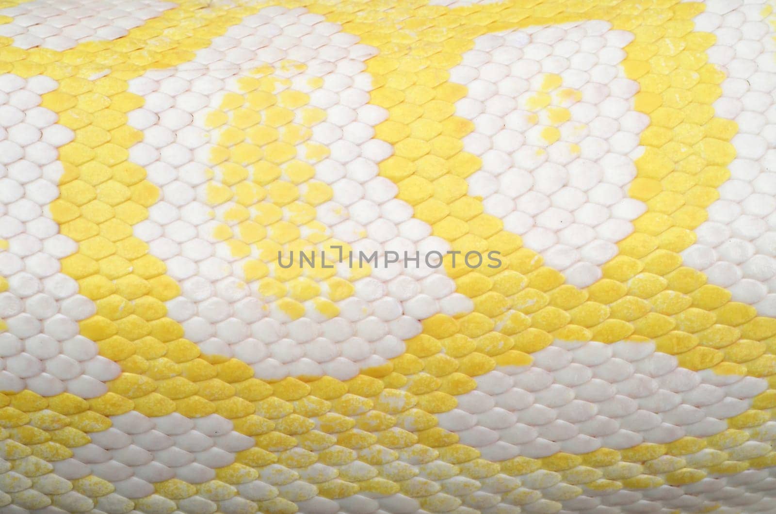 background textured of albino phyton skin