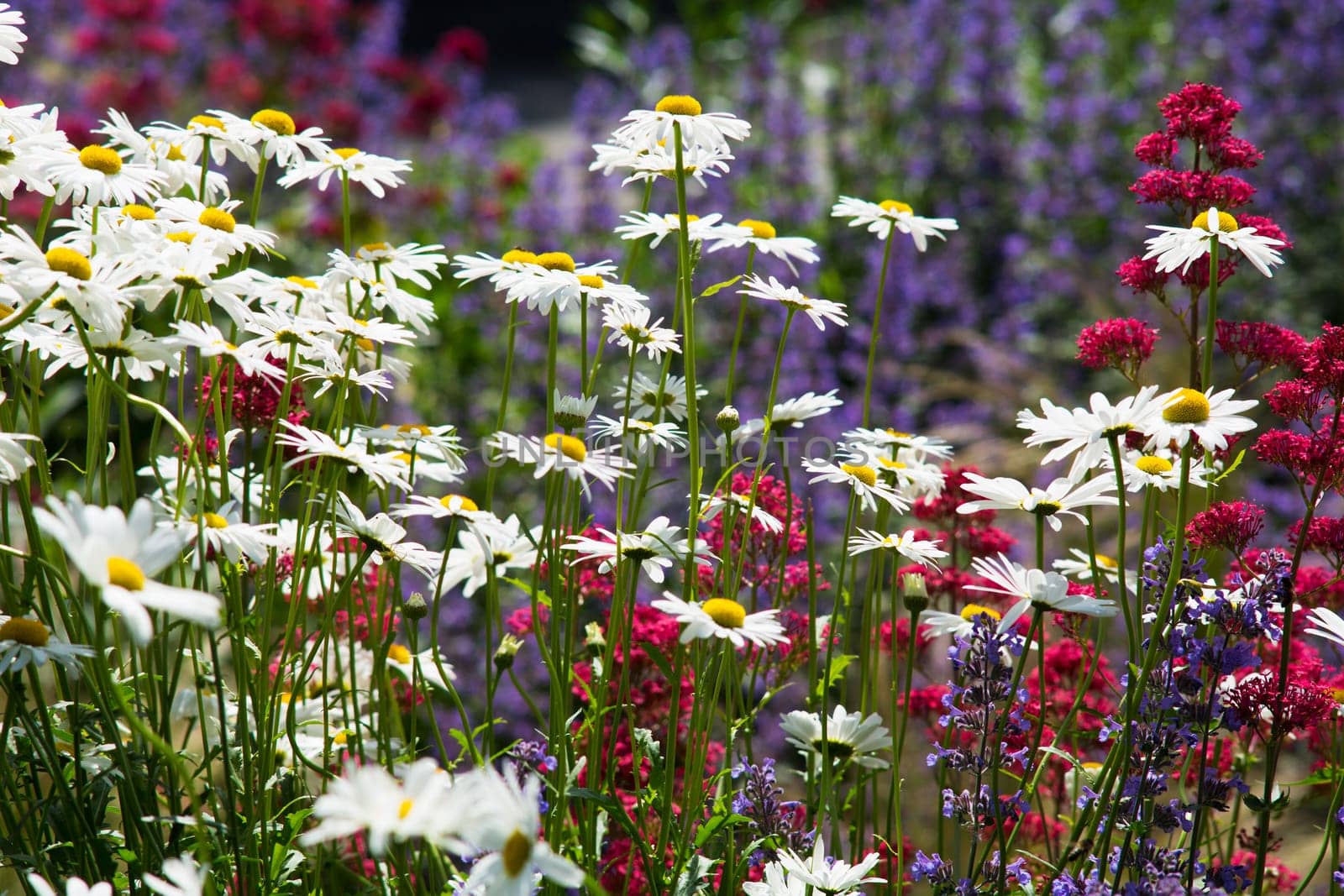 daisies in meadow,flowers and plants in summer