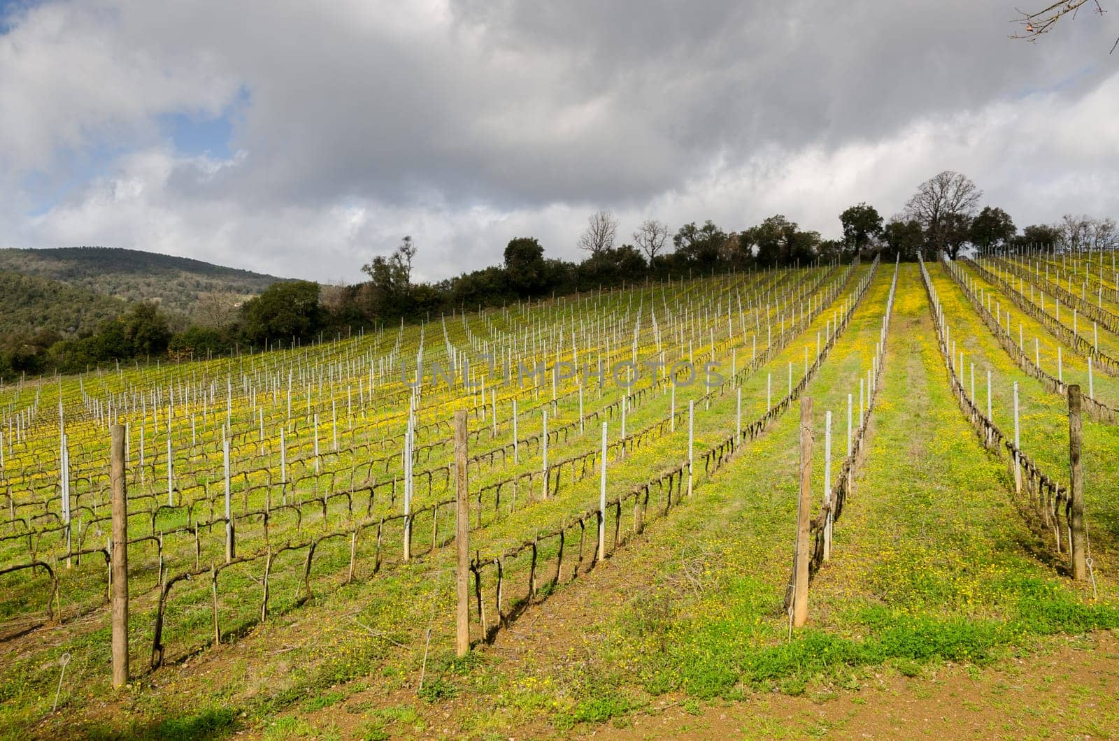 vineyard in the hills of Tuscany in Italy