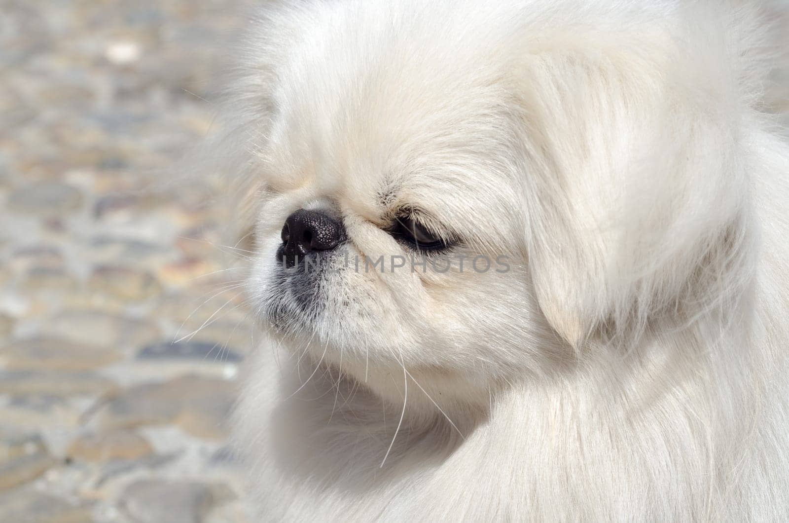 Pekinese dog cream in profile