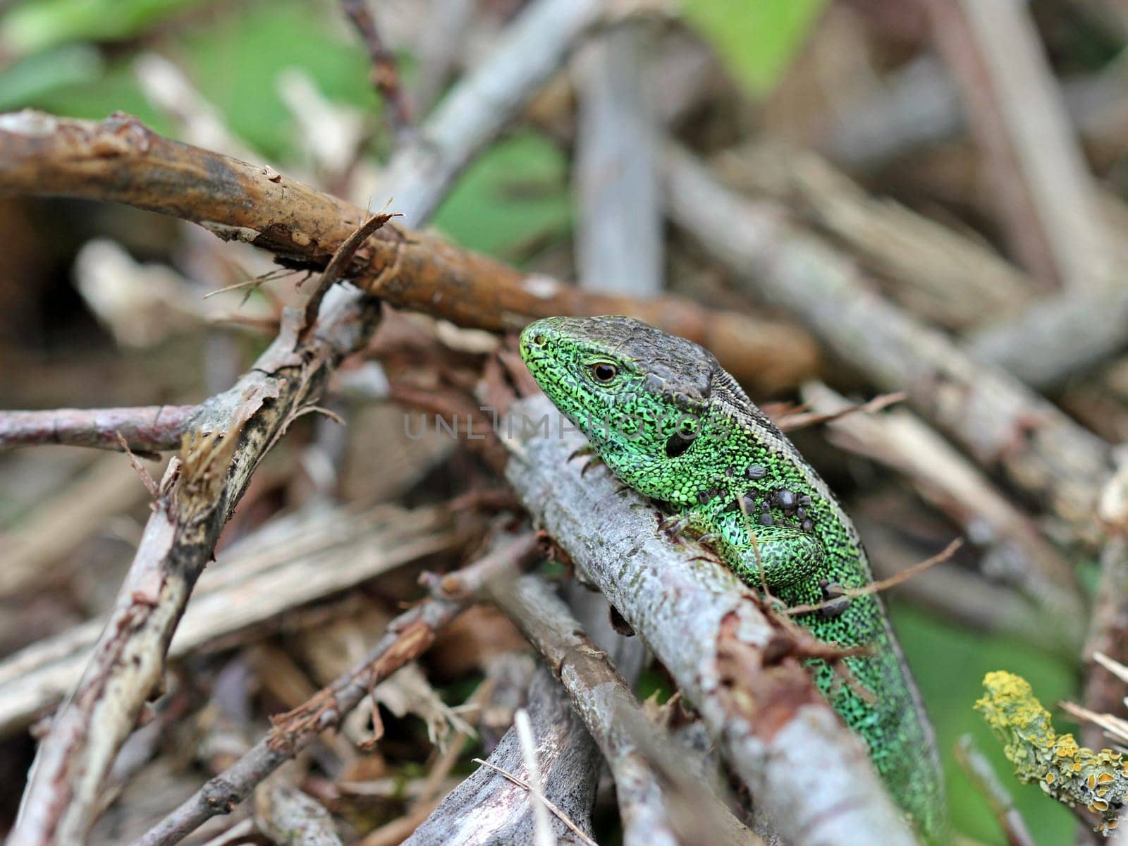 Male sand lizard on the Dörnberg