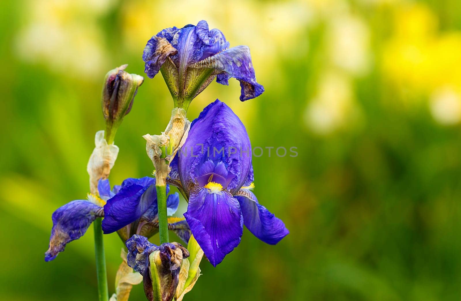 Iris exhibition at Merian Park Basel blue variety