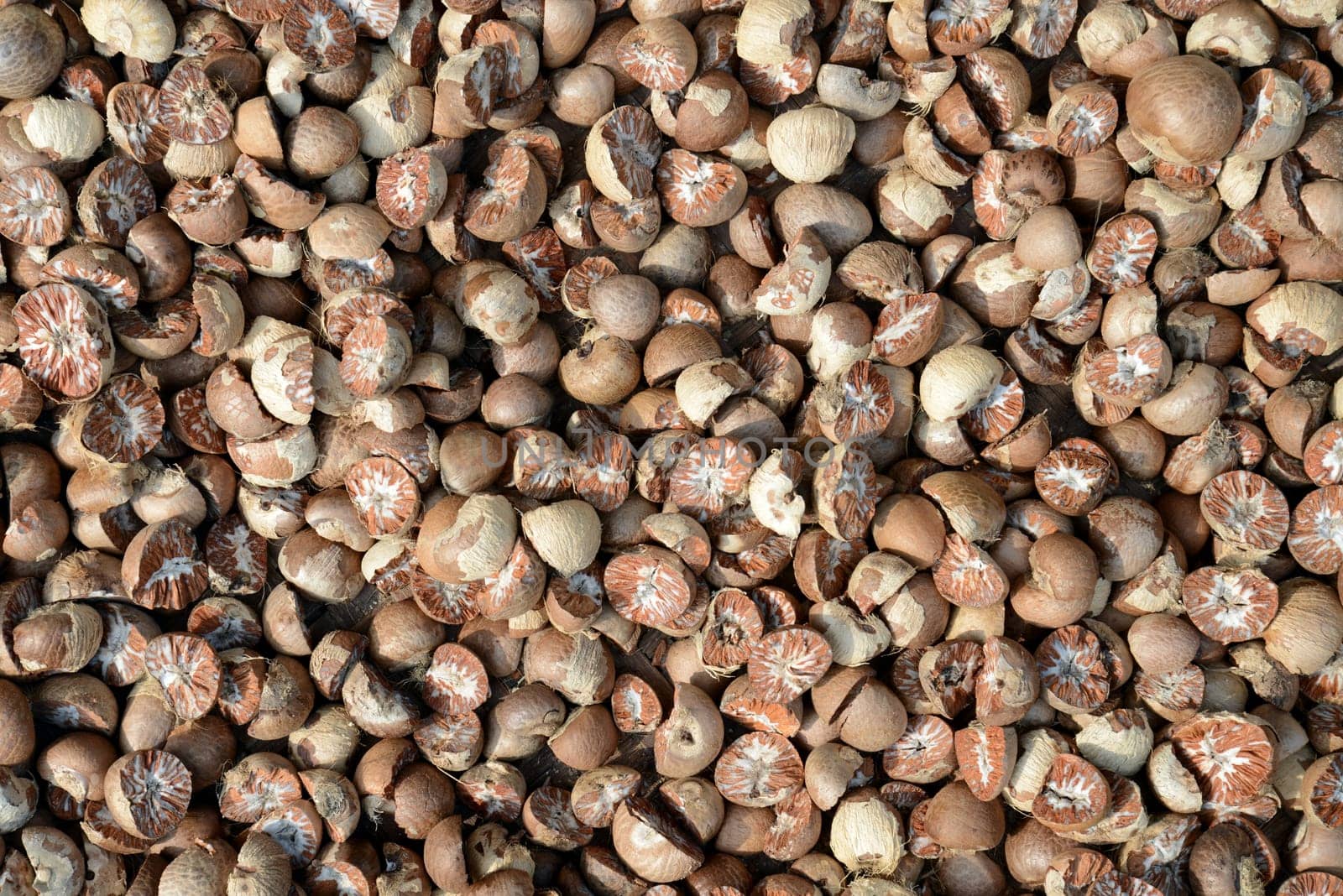 Close - up shot of dried beetle nuts