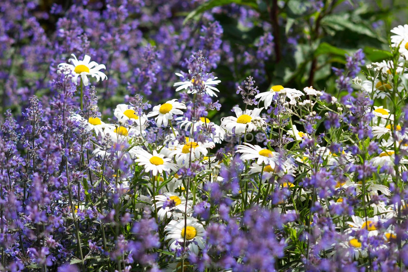 Spring,daisies and lavender in a meadow