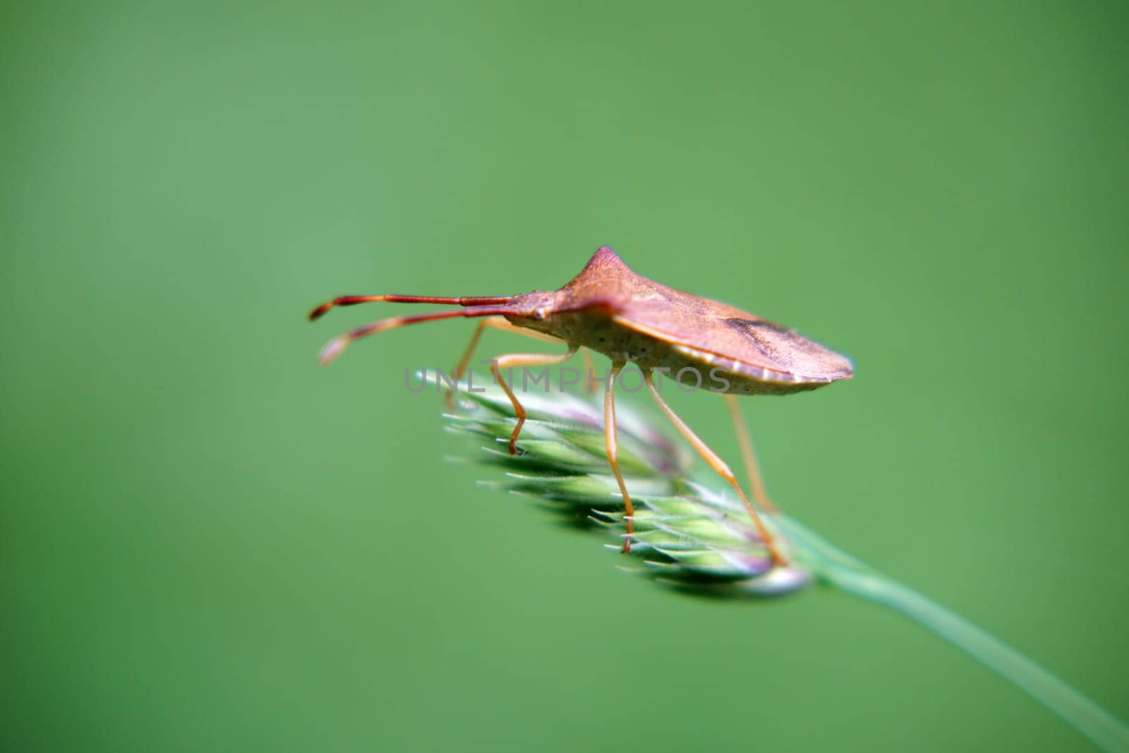 The macro close-up of a bedbug on a branch.