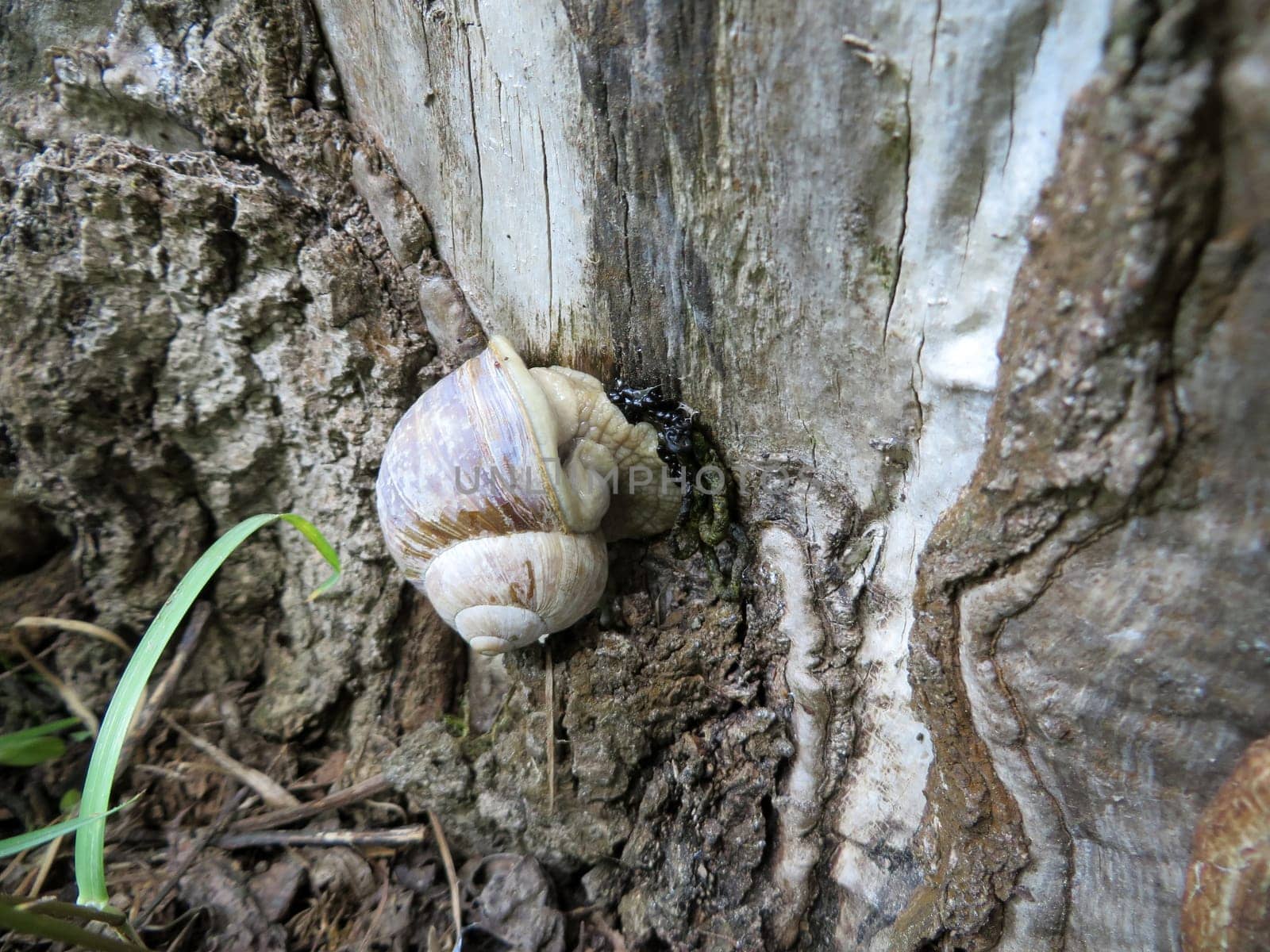 Vineyard snail - Helix pomatia