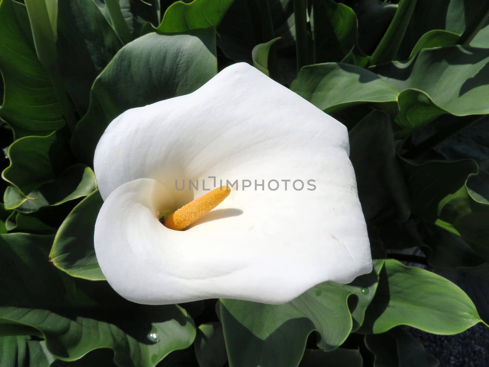 white Calla - Zantedeschia aethiopica childsiana