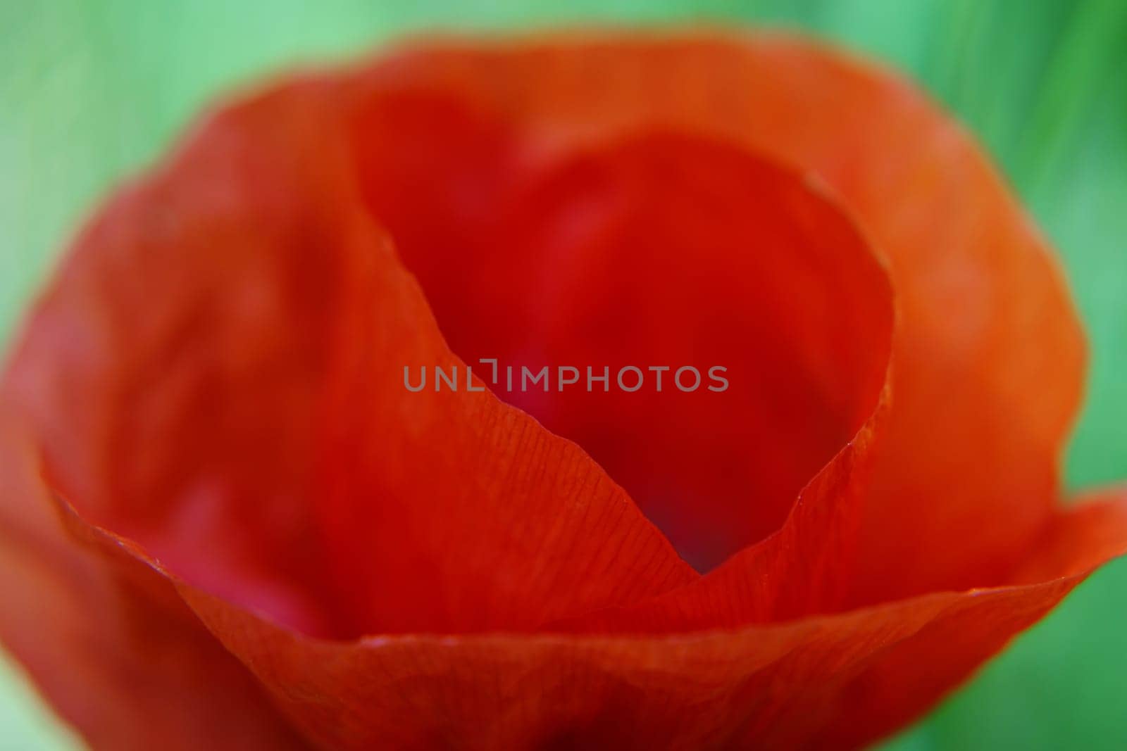 Die makro Nahaufnahme einer einzelnen Klatschmohnblüte Papaver rhoeas.
