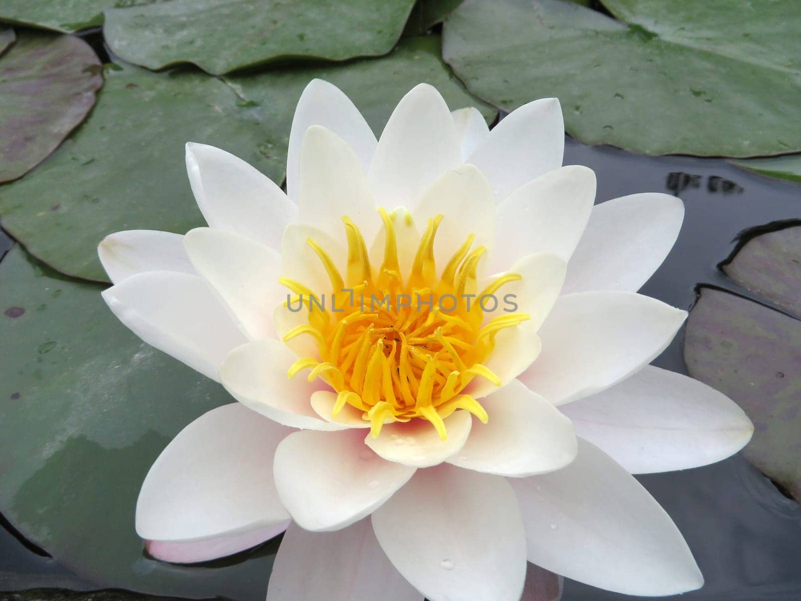 white water lily - Nymphaea
