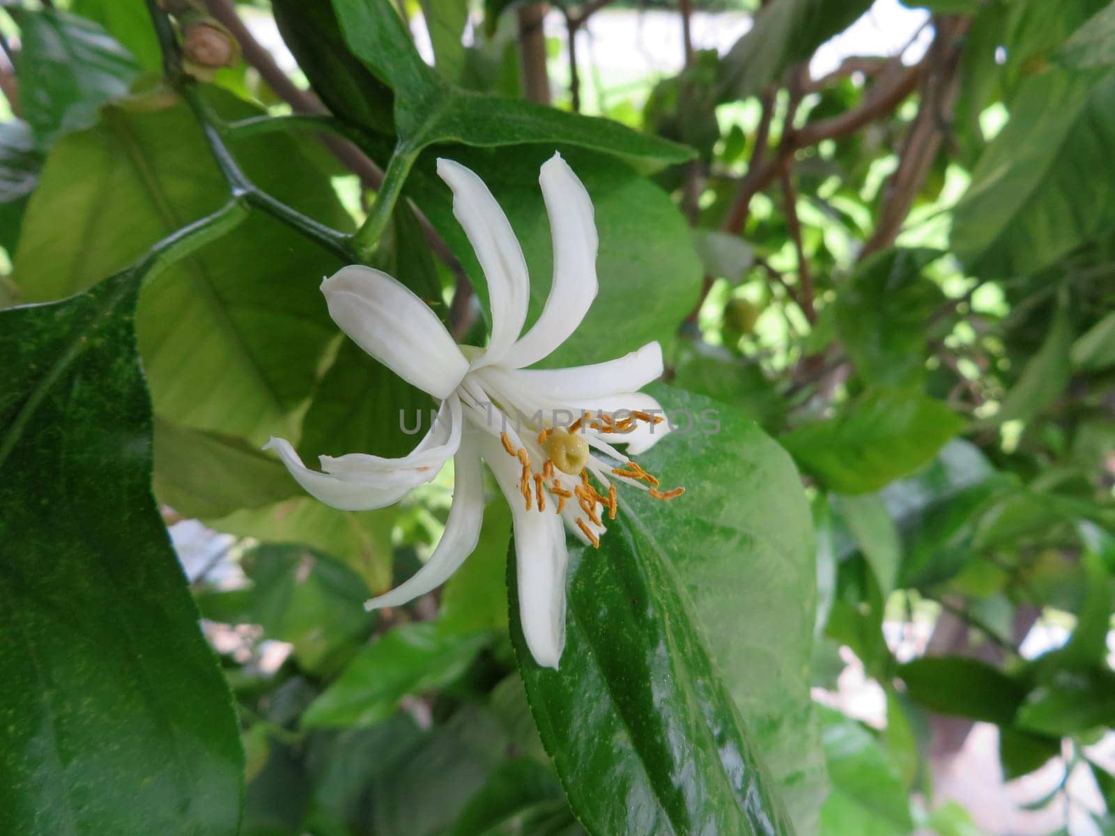 Lemon blossom - Citrus limon