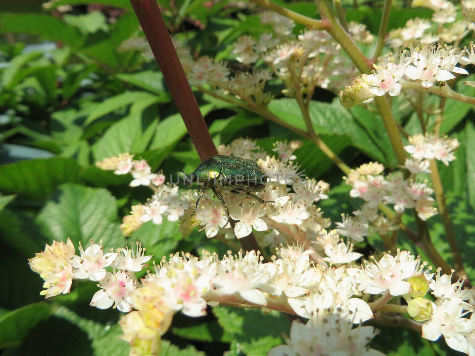 Great rose beetle - Protaetia aeruginosa