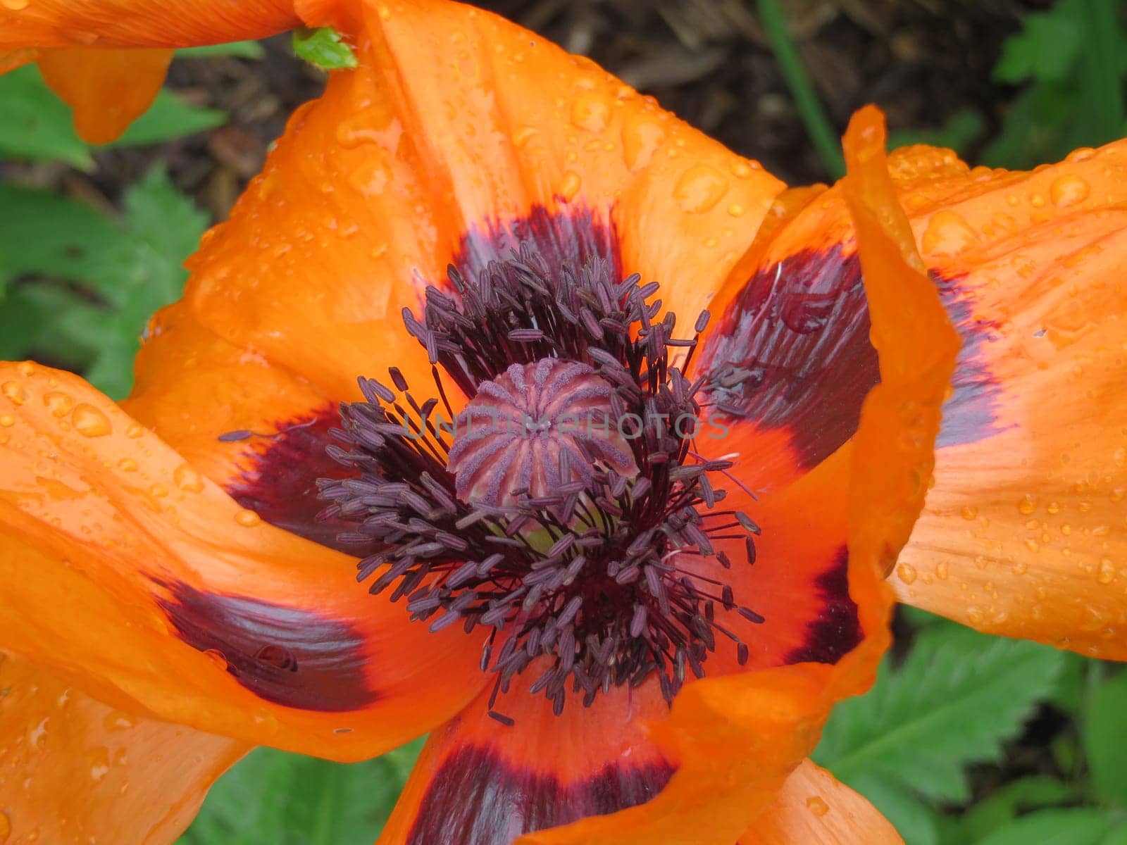 Turkish Poppy - Papaver orientale