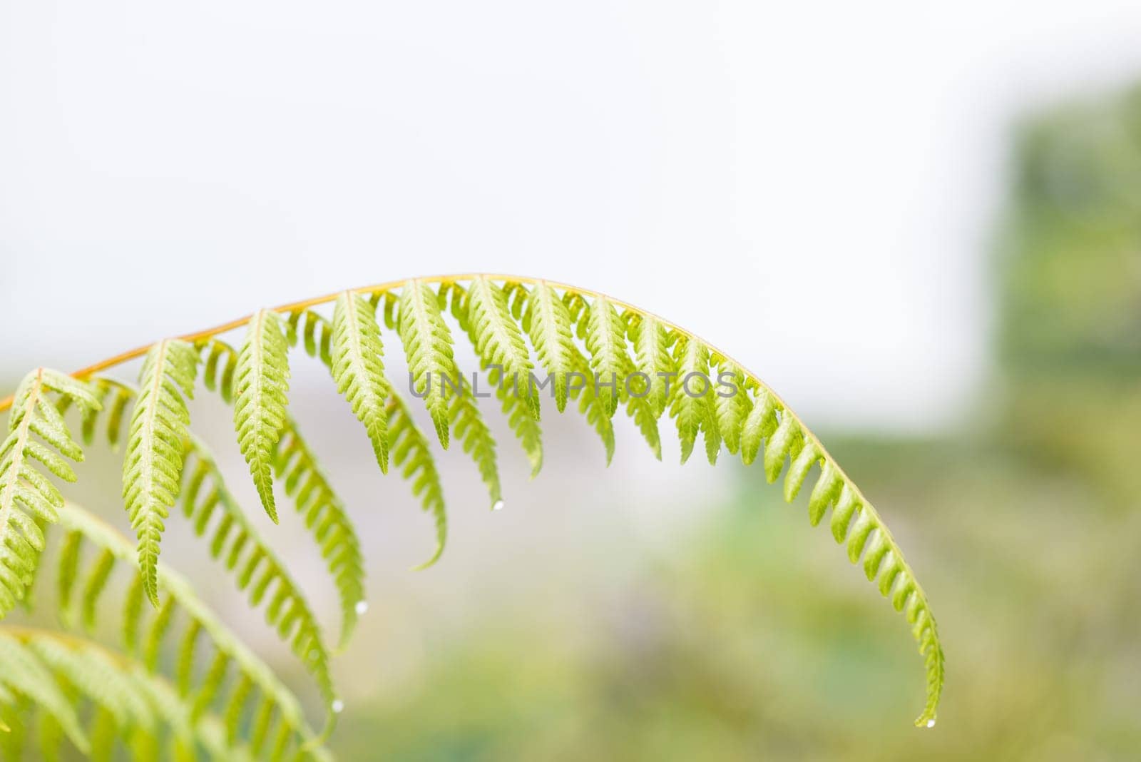 Fern leaf after rain in the park