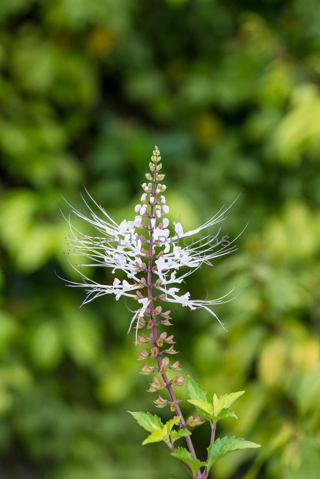 Cats whiskers flowers in the garden