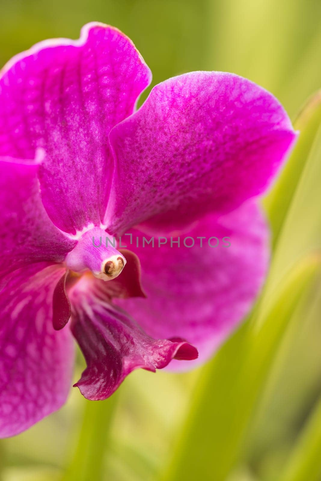 Purple orchid extreme close up after rain