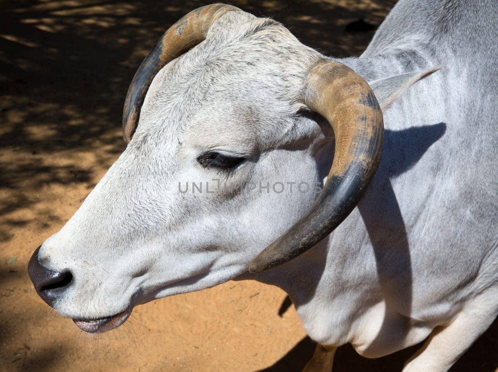 head and horns white bull portrait side view