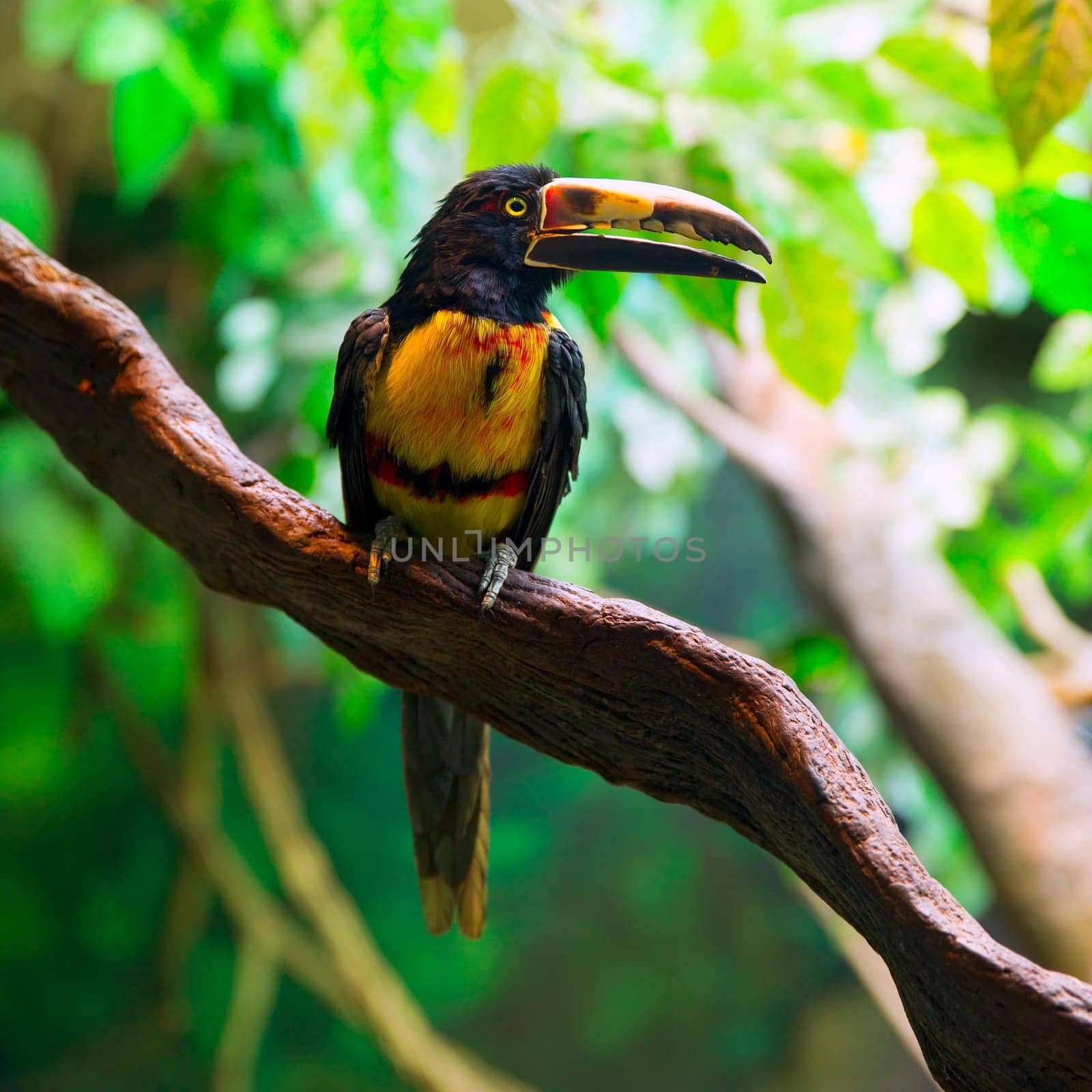 Collared Aracari Agarrado Pteroglossus torquatus toucan bird