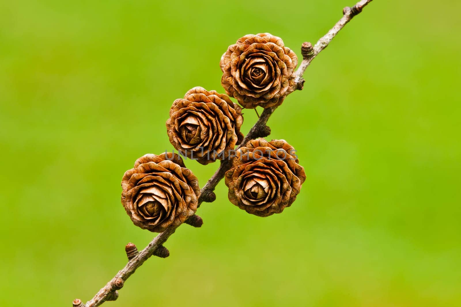 Four pinecones on a green blurred background. Gorbea, Bizkaia, Spain