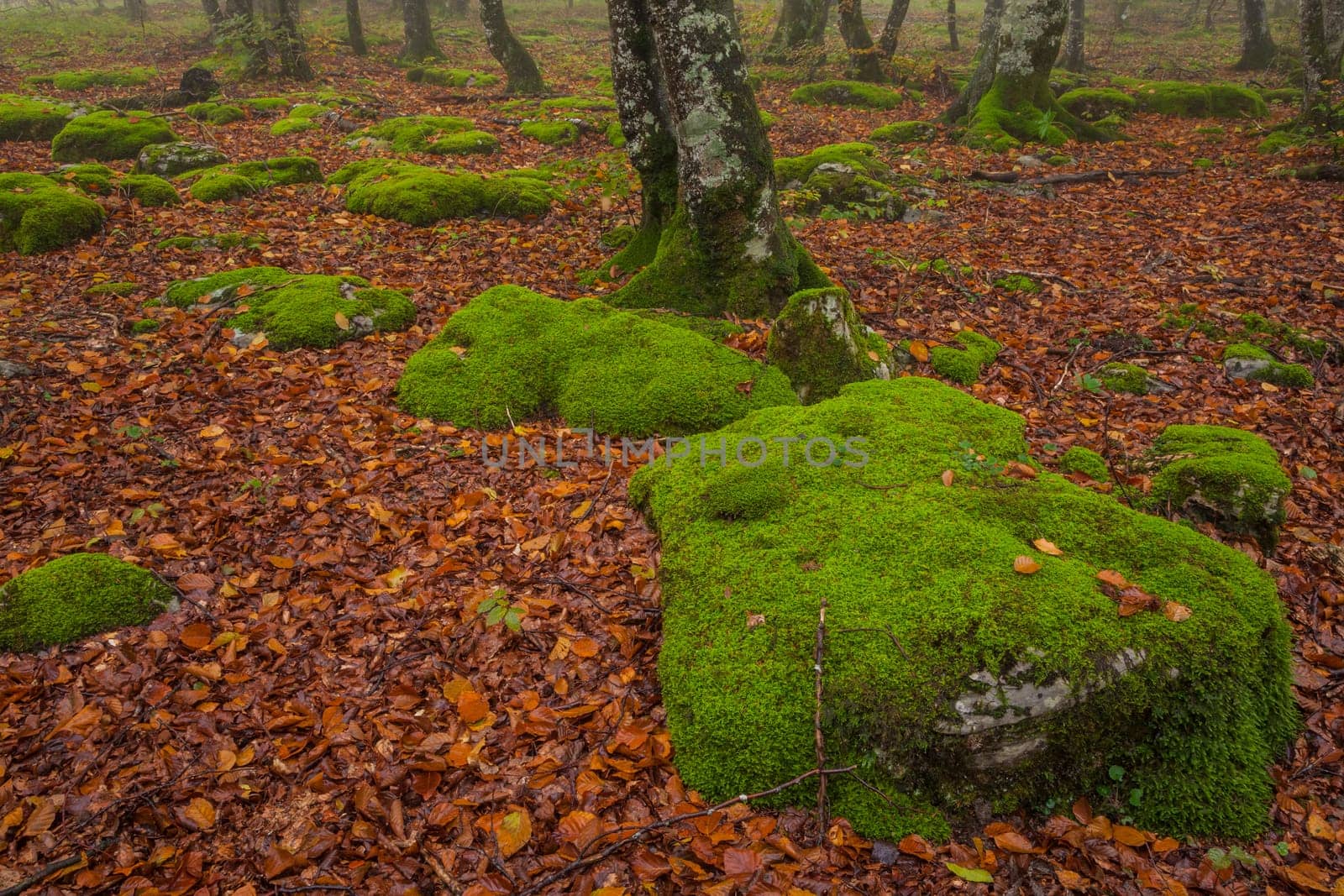 The falling leaves colors the autumn season in the forest, Monte Santiago, Burgos, Spain