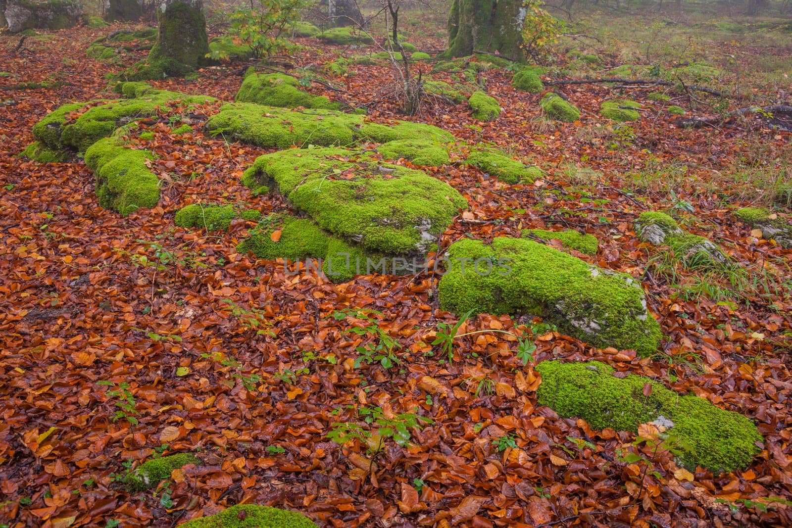 The falling leaves colors the autumn season in the forest, Monte Santiago, Burgos, Spain