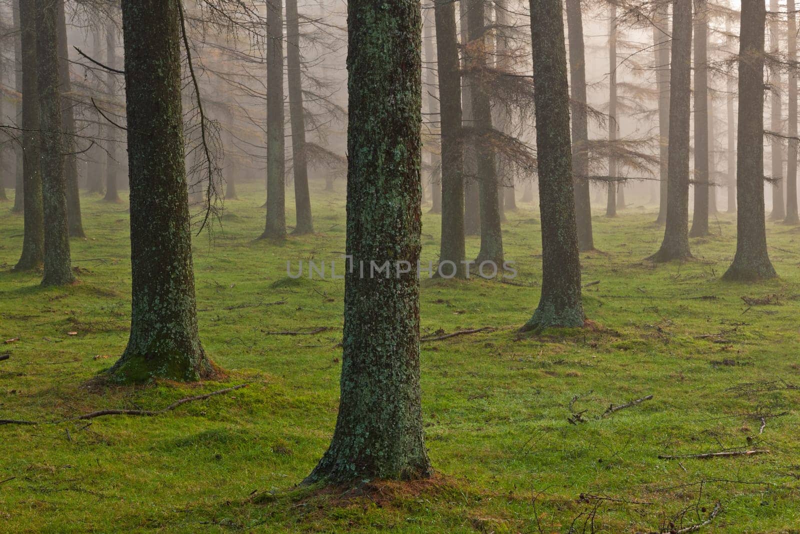 European larch forest, Gorbea Natural Park, Bizkaia, Spain