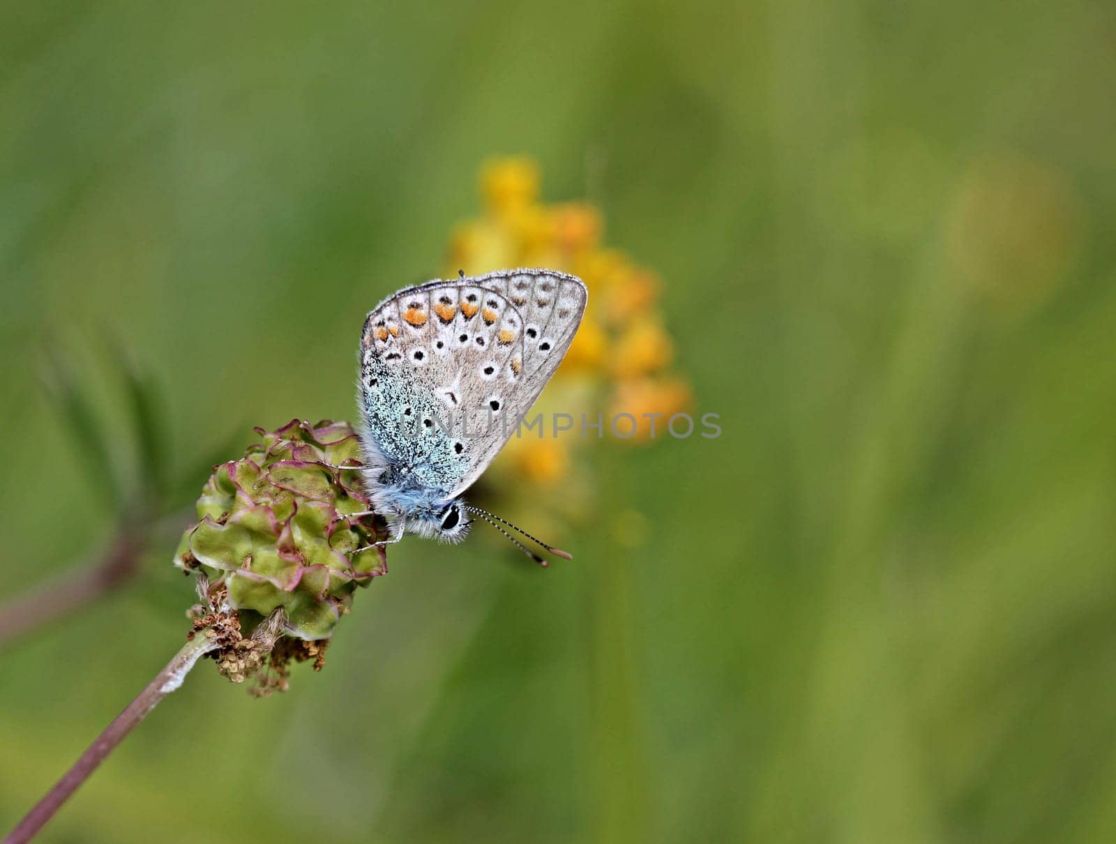Polyommatus icarus on meadow button