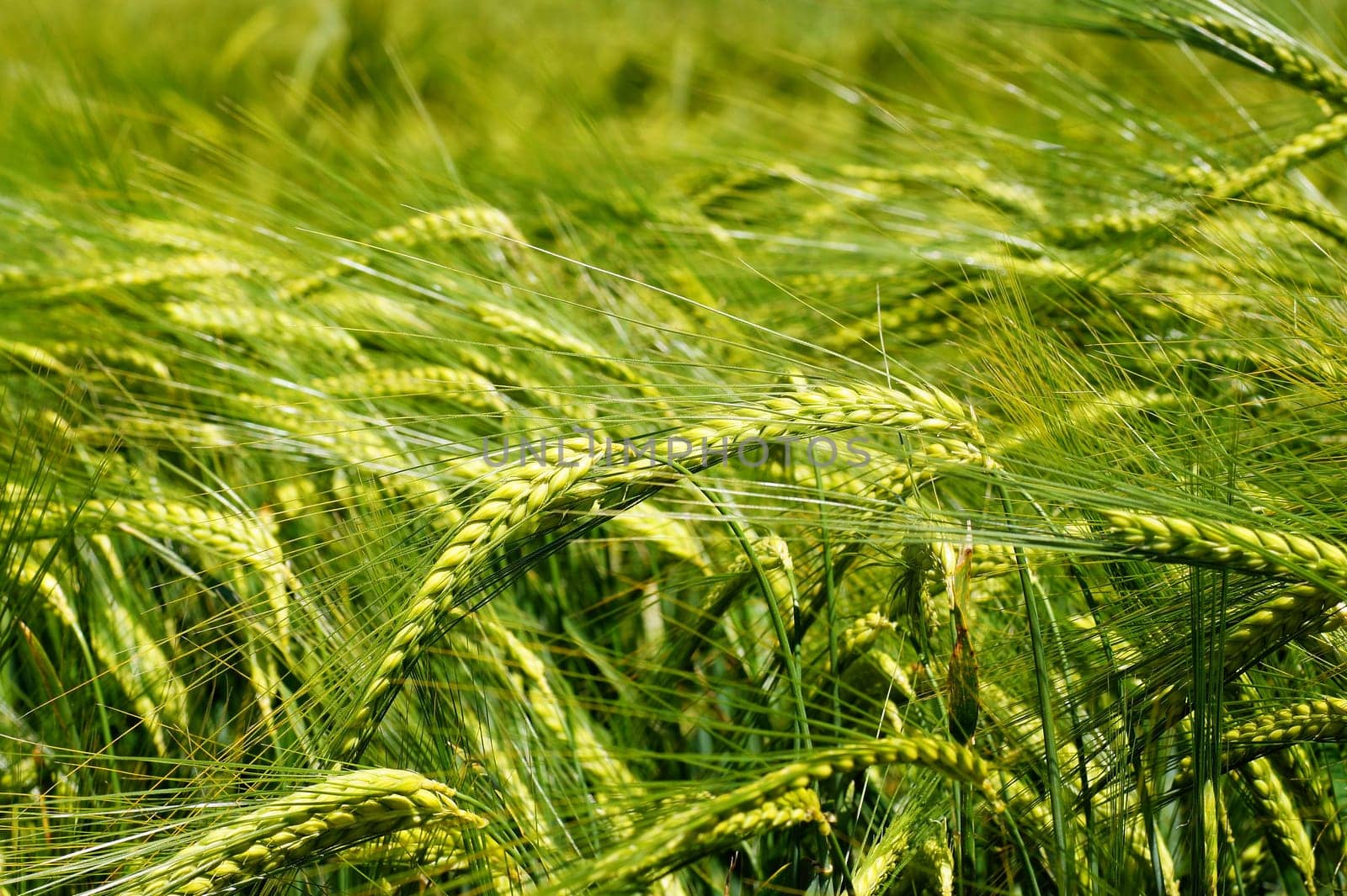 Grain field